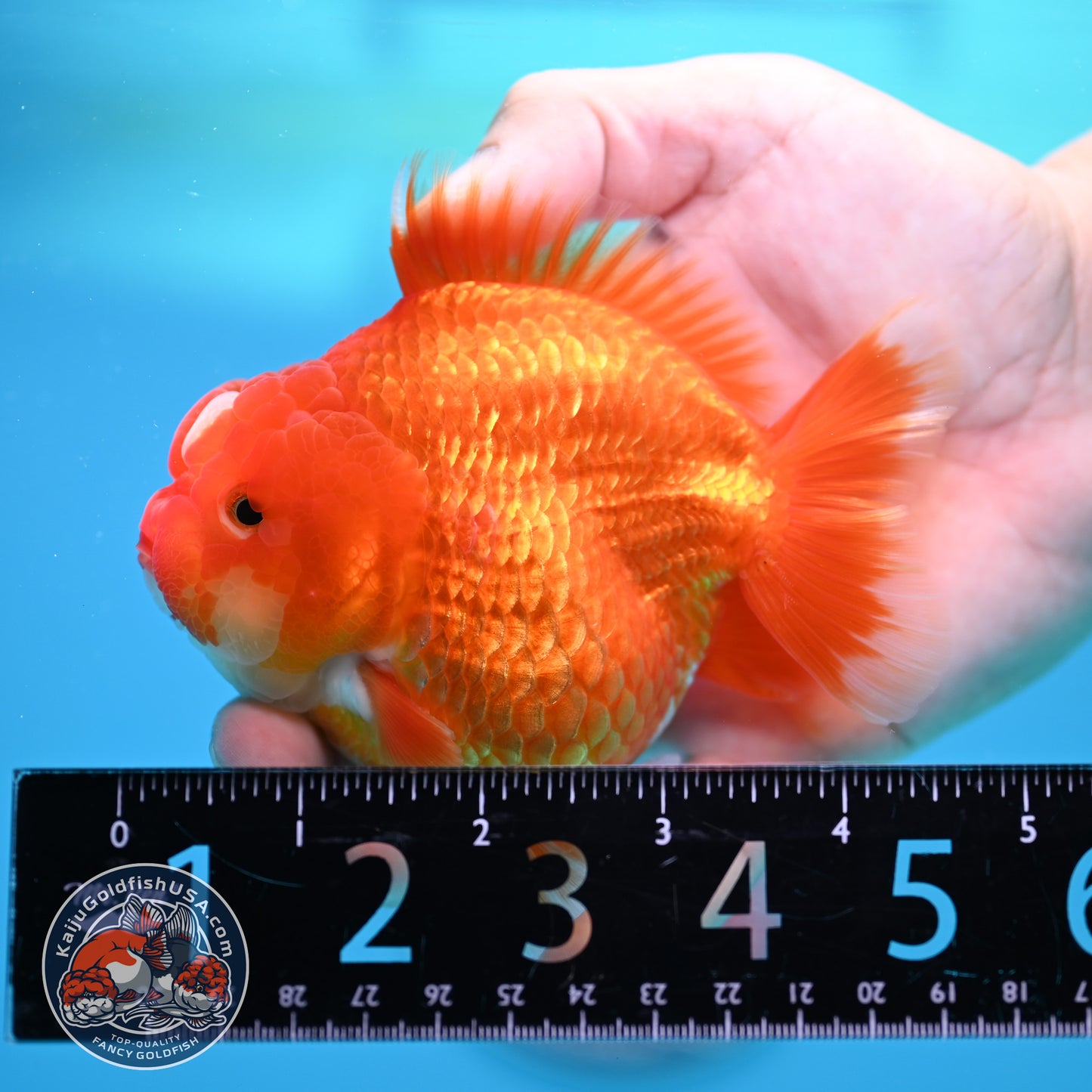 Red White YuanBao Oranda 3.5 inch Body (260320_OR02)
