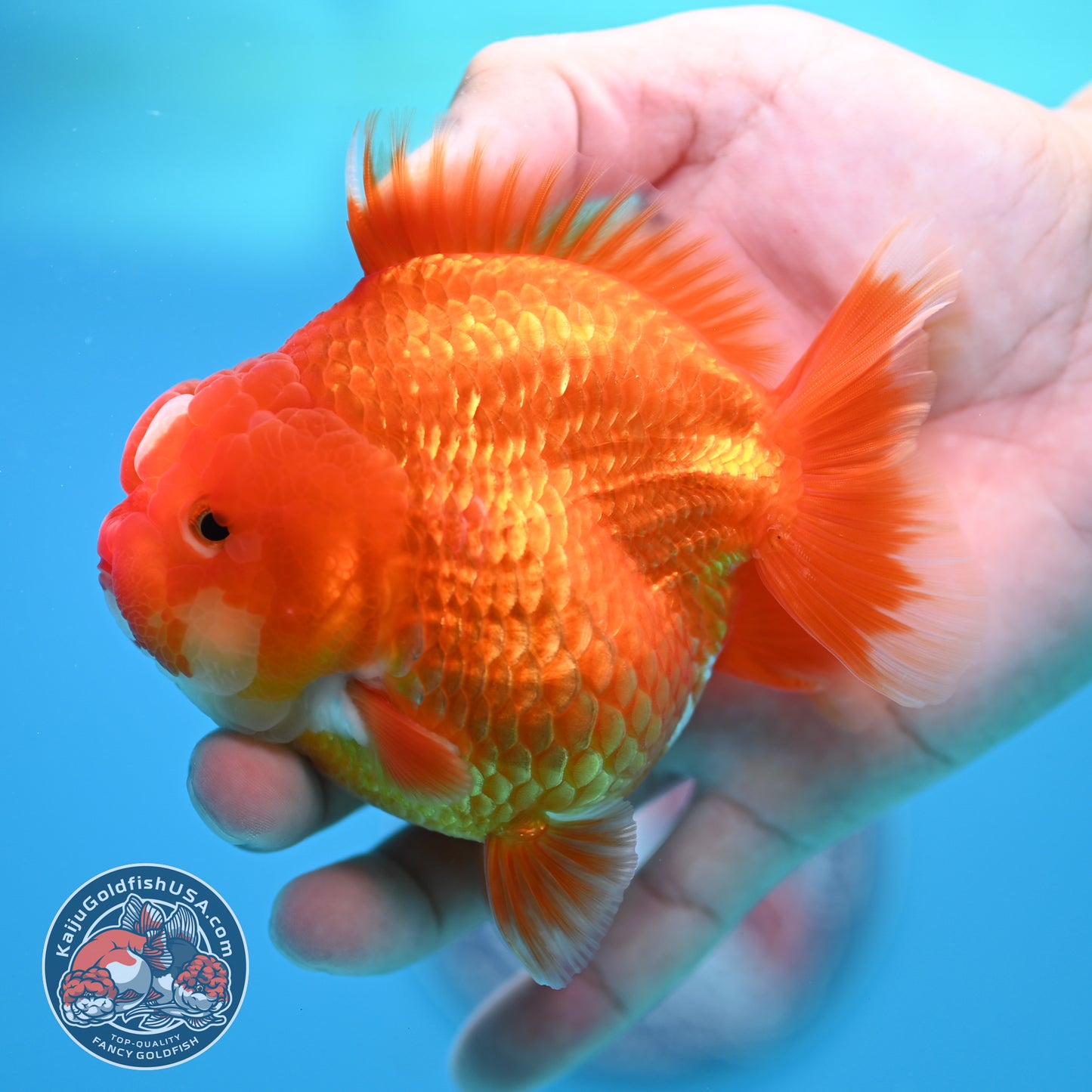 Red White YuanBao Oranda 3.5 inch Body (260320_OR02)