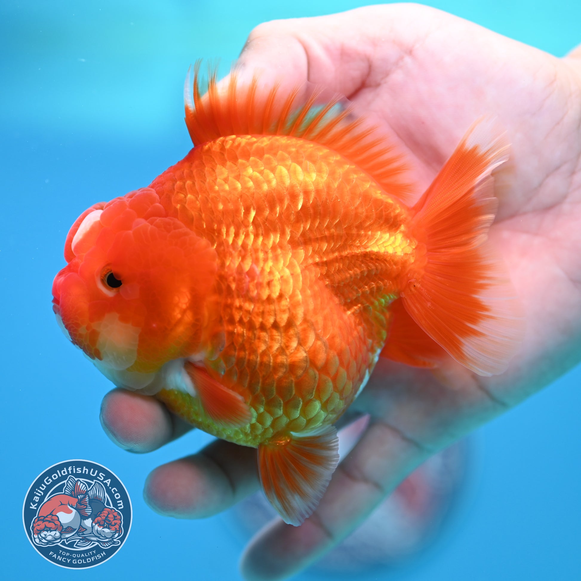 Red White YuanBao Oranda 3.5 inch Body (260320_OR02)