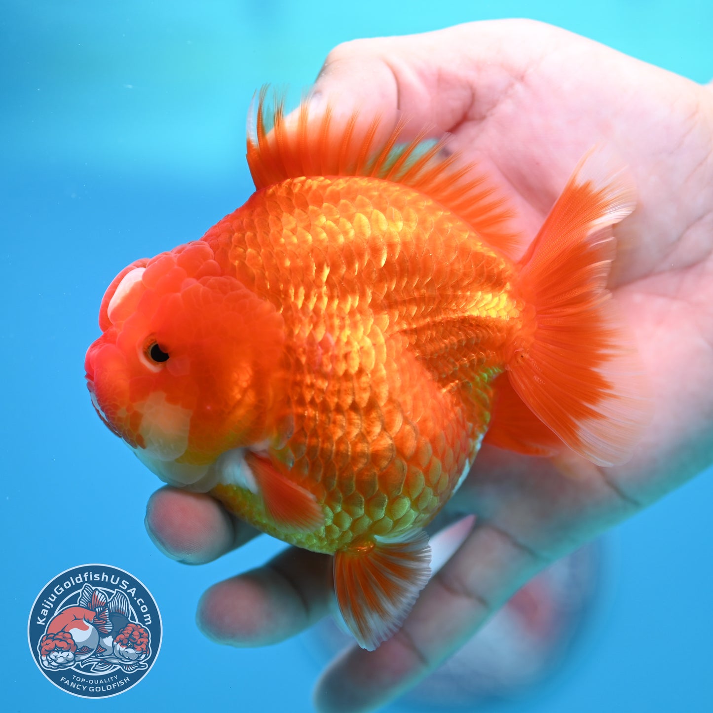 Red White YuanBao Oranda 3.5 inch Body (260320_OR02)