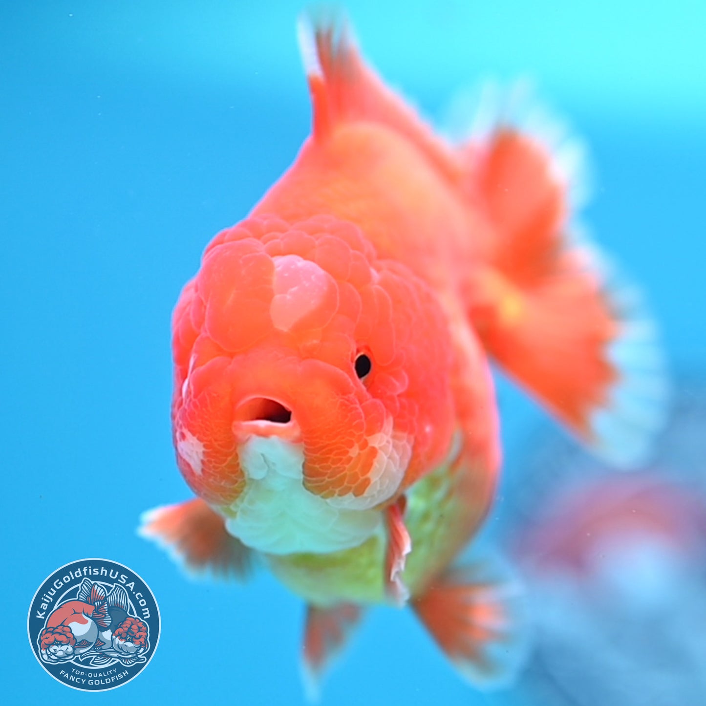 Red White YuanBao Oranda 3.5 inch Body (260320_OR02)