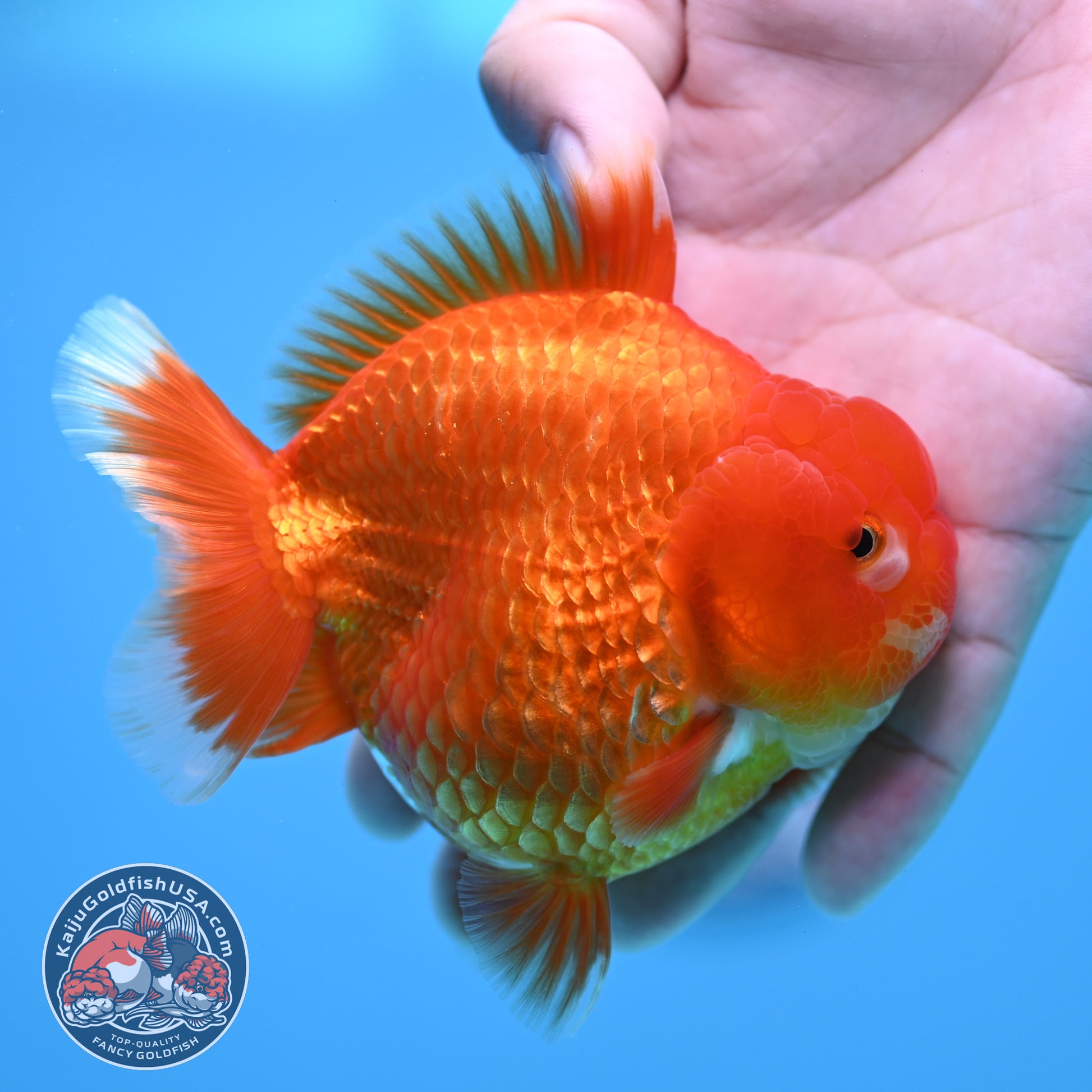 Red White YuanBao Oranda 3.5 inch Body (260320_OR02)