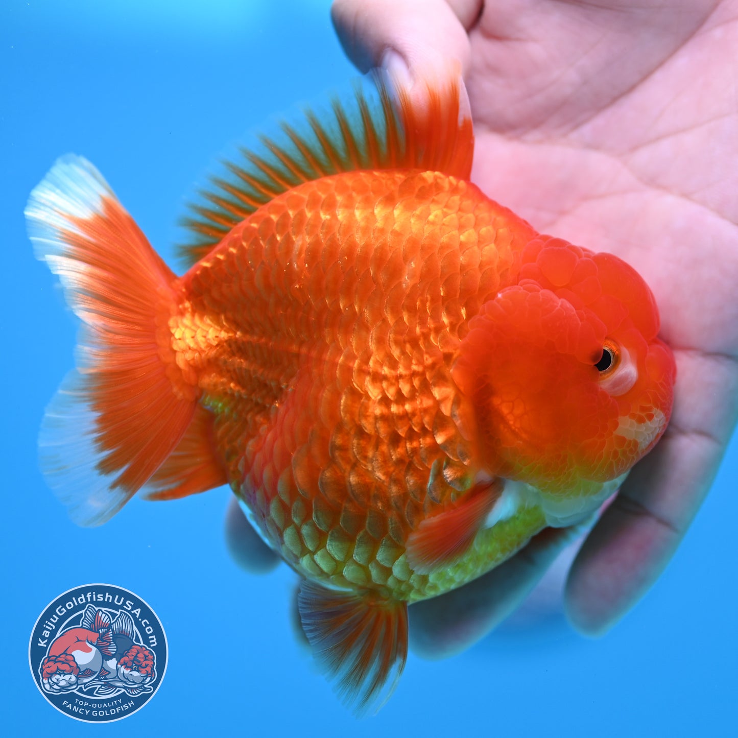 Red White YuanBao Oranda 3.5 inch Body (260320_OR02)