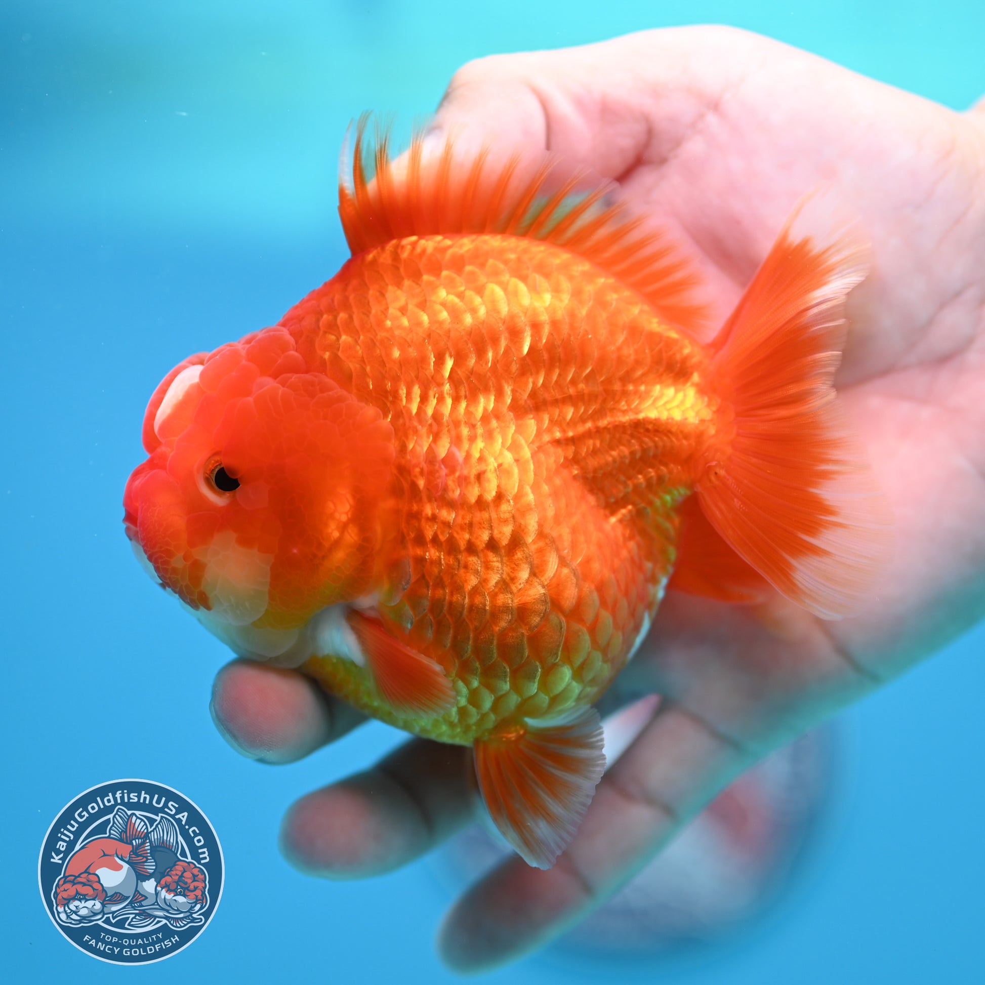 Red White YuanBao Oranda 3.5 inch Body (260320_OR02)
