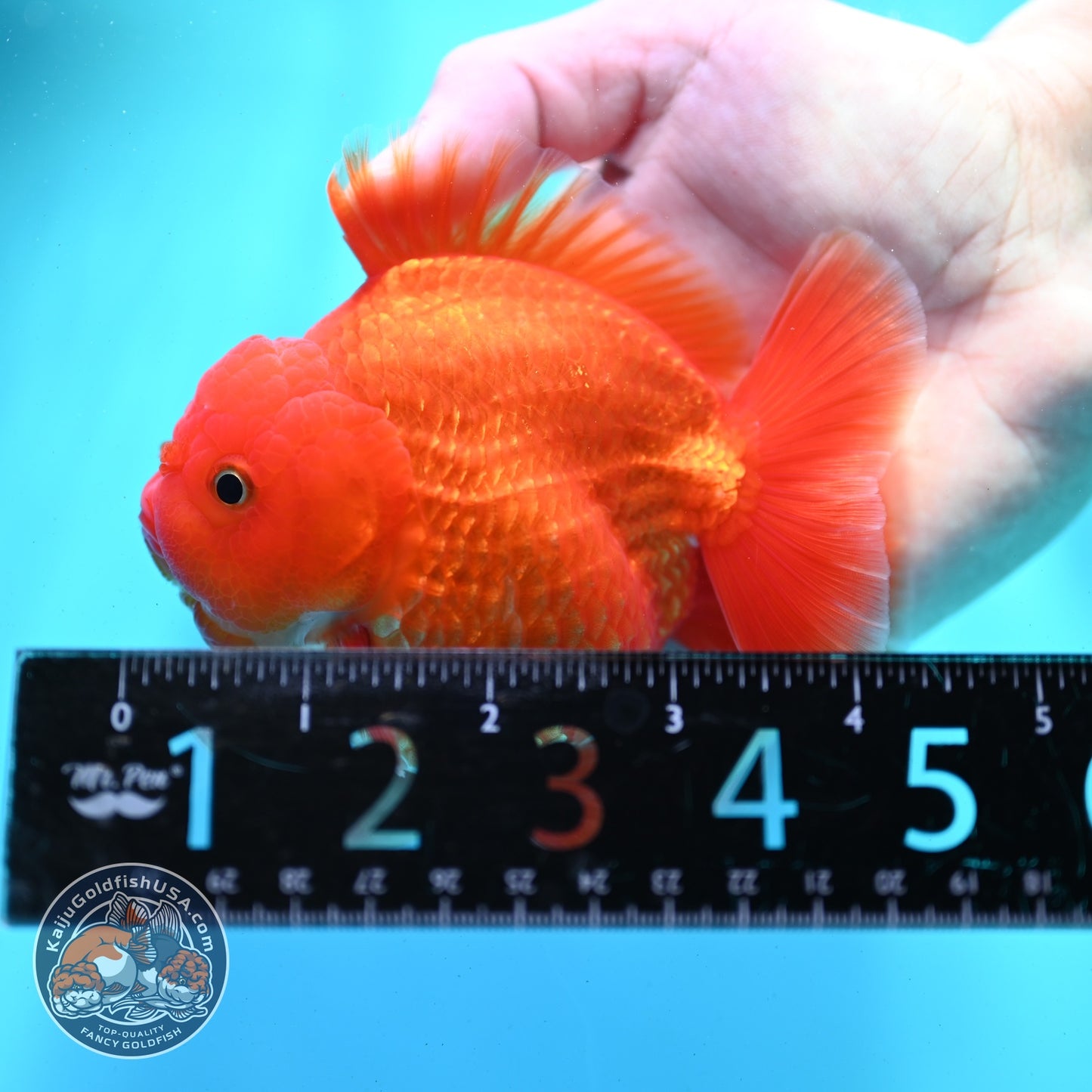 Red White YuanBao Oranda 3.5 inch Body (260522_OR02)
