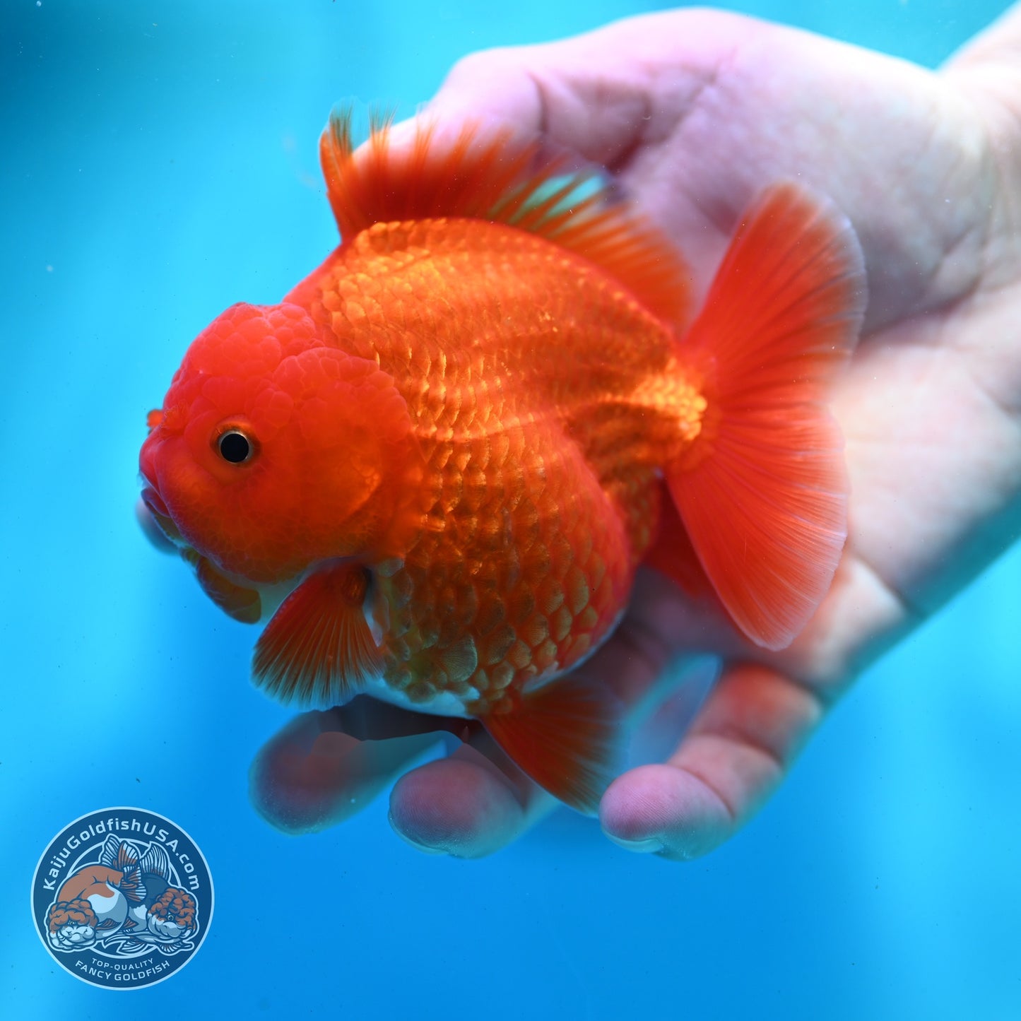 Red White YuanBao Oranda 3.5 inch Body (260522_OR02)
