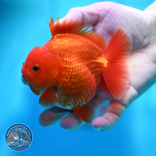 Red White YuanBao Oranda 3.5 inch Body (260522_OR02)