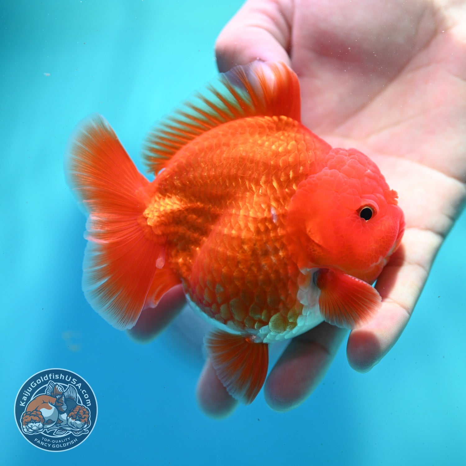 Red White YuanBao Oranda 3.5 inch Body (260522_OR02)