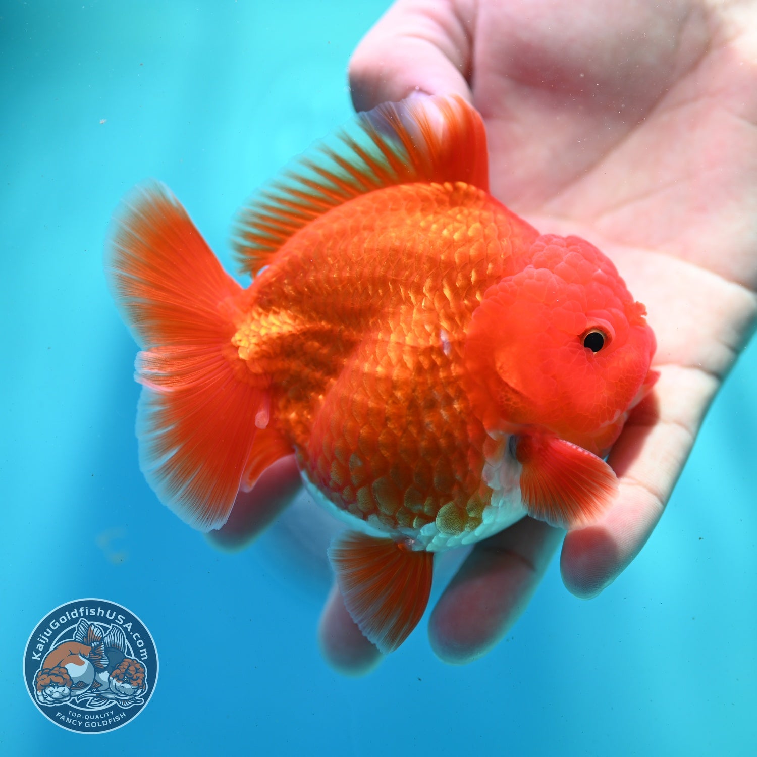 Red White YuanBao Oranda 3.5 inch Body (260522_OR02)