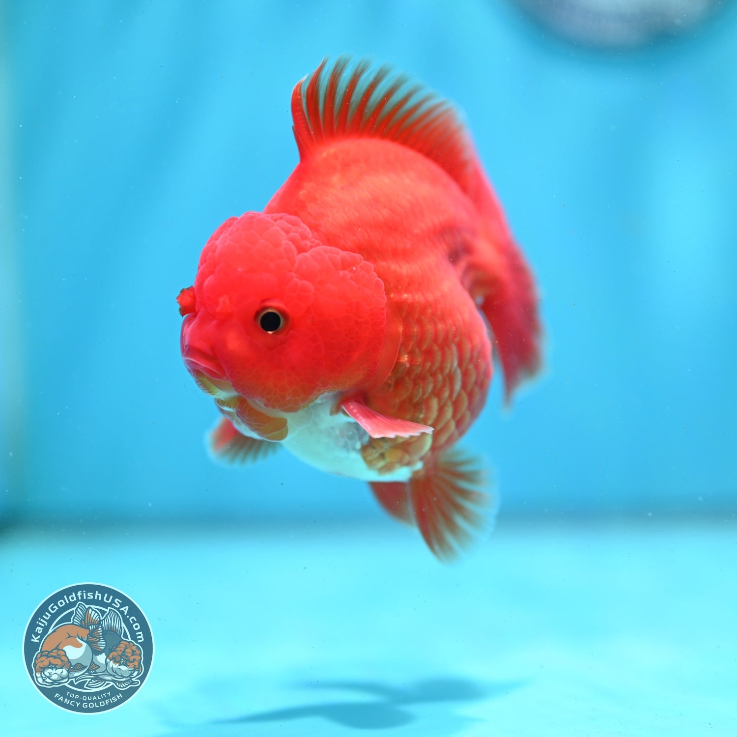 Red White YuanBao Oranda 3.5 inch Body (260522_OR02)