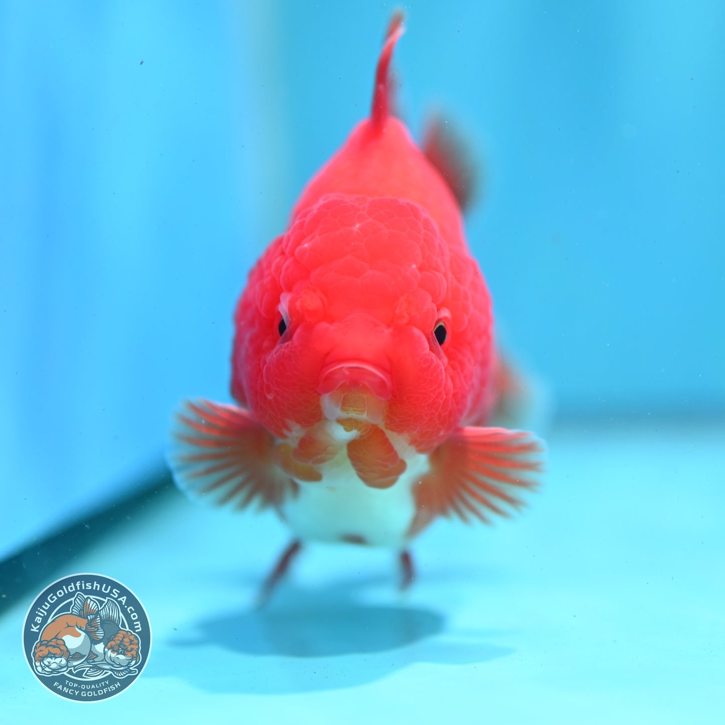 Red White YuanBao Oranda 3.5 inch Body (260522_OR02)