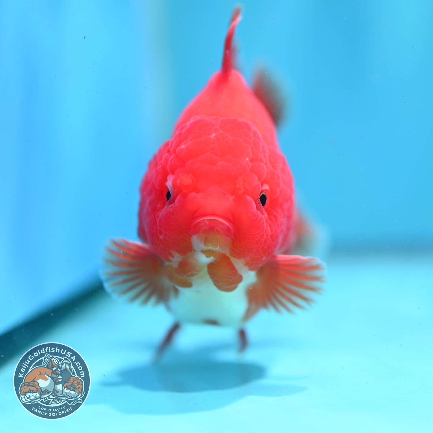 Red White YuanBao Oranda 3.5 inch Body (260522_OR02)