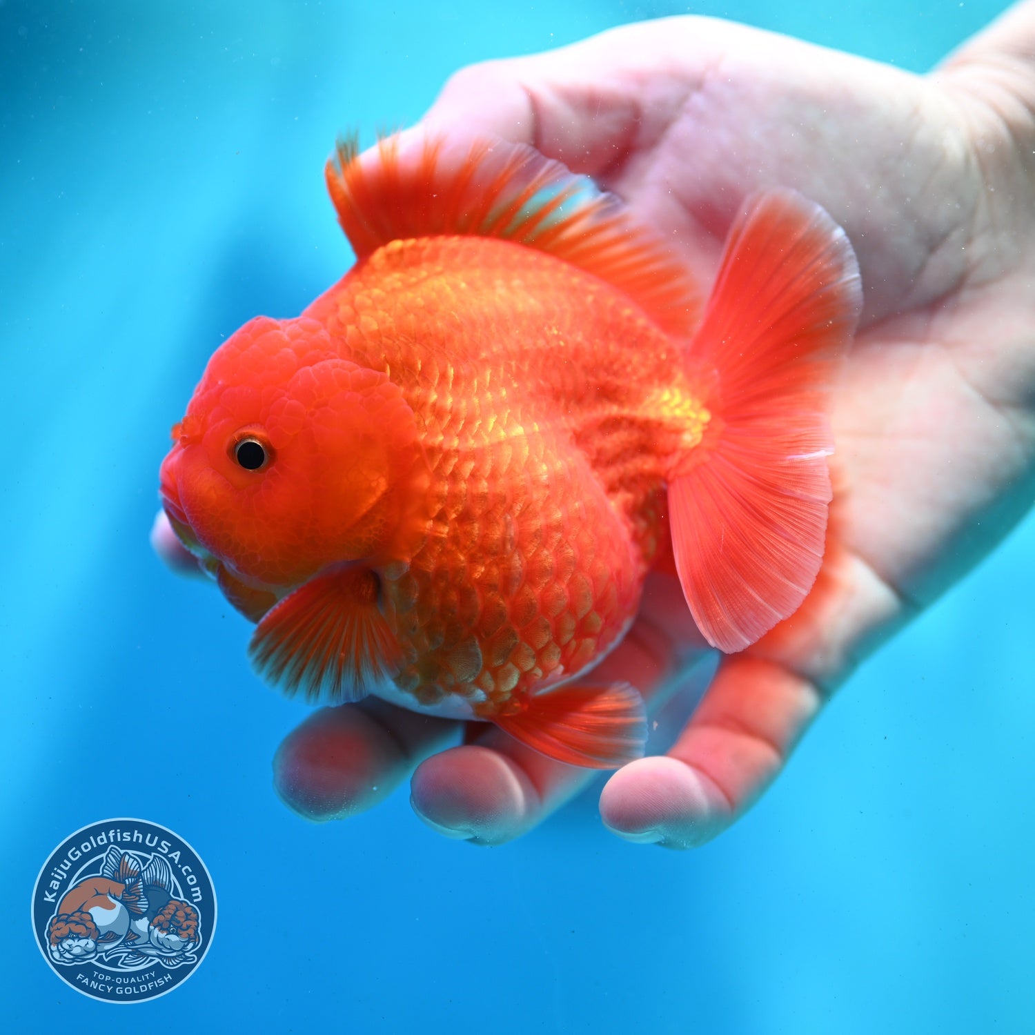 Red White YuanBao Oranda 3.5 inch Body (260522_OR02)