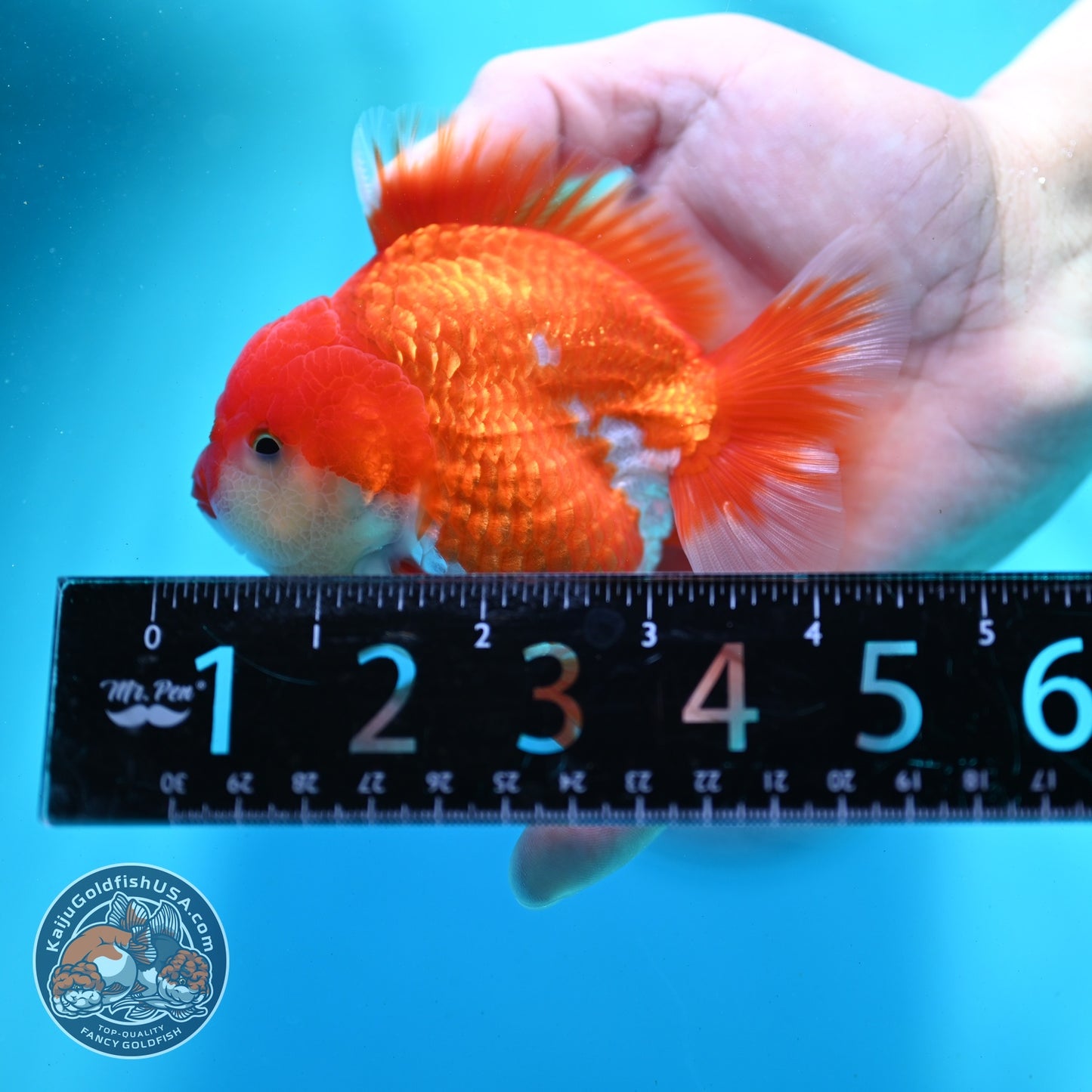 Red White YuanBao Oranda 3.5 inch Body (260522_OR05)