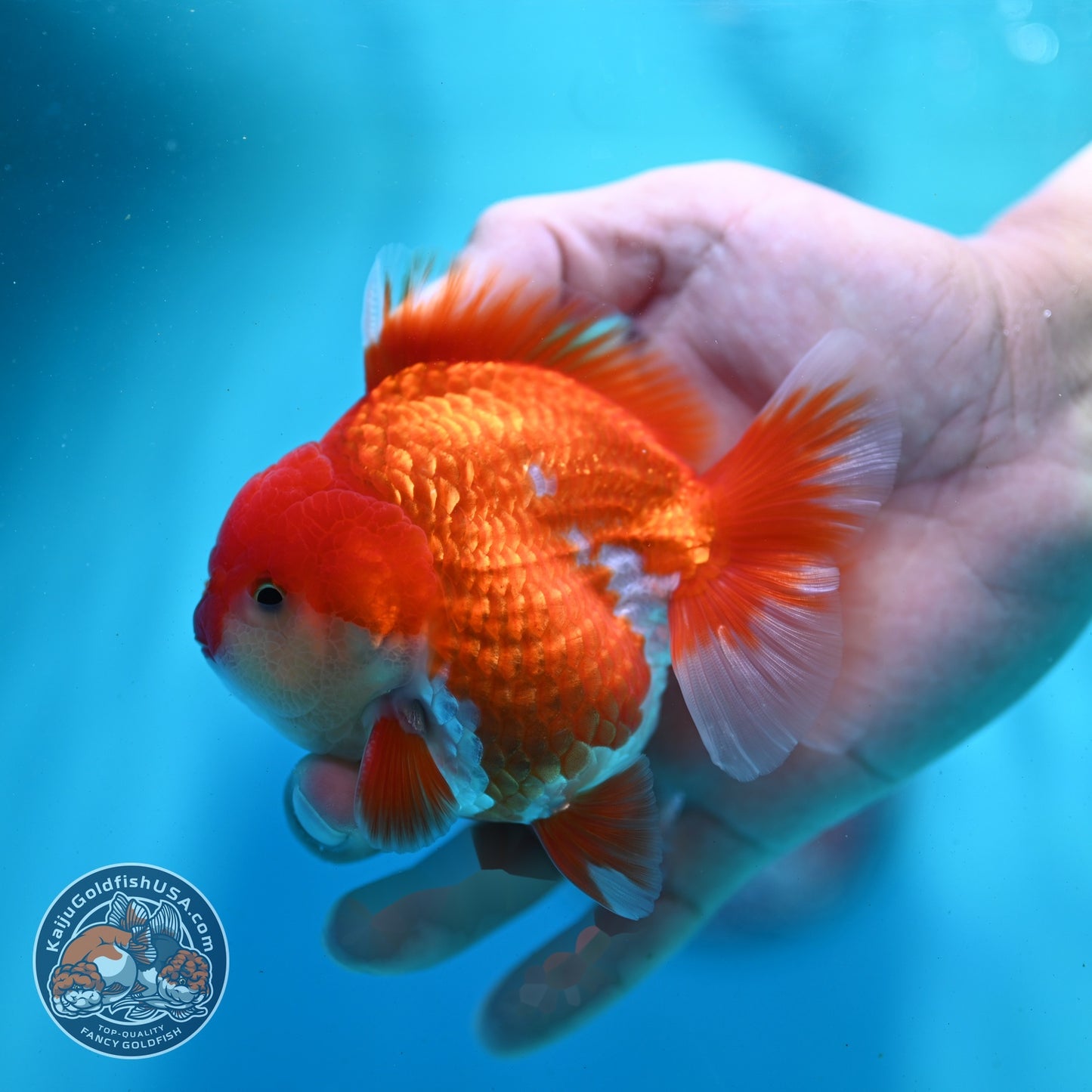 Red White YuanBao Oranda 3.5 inch Body (260522_OR05)