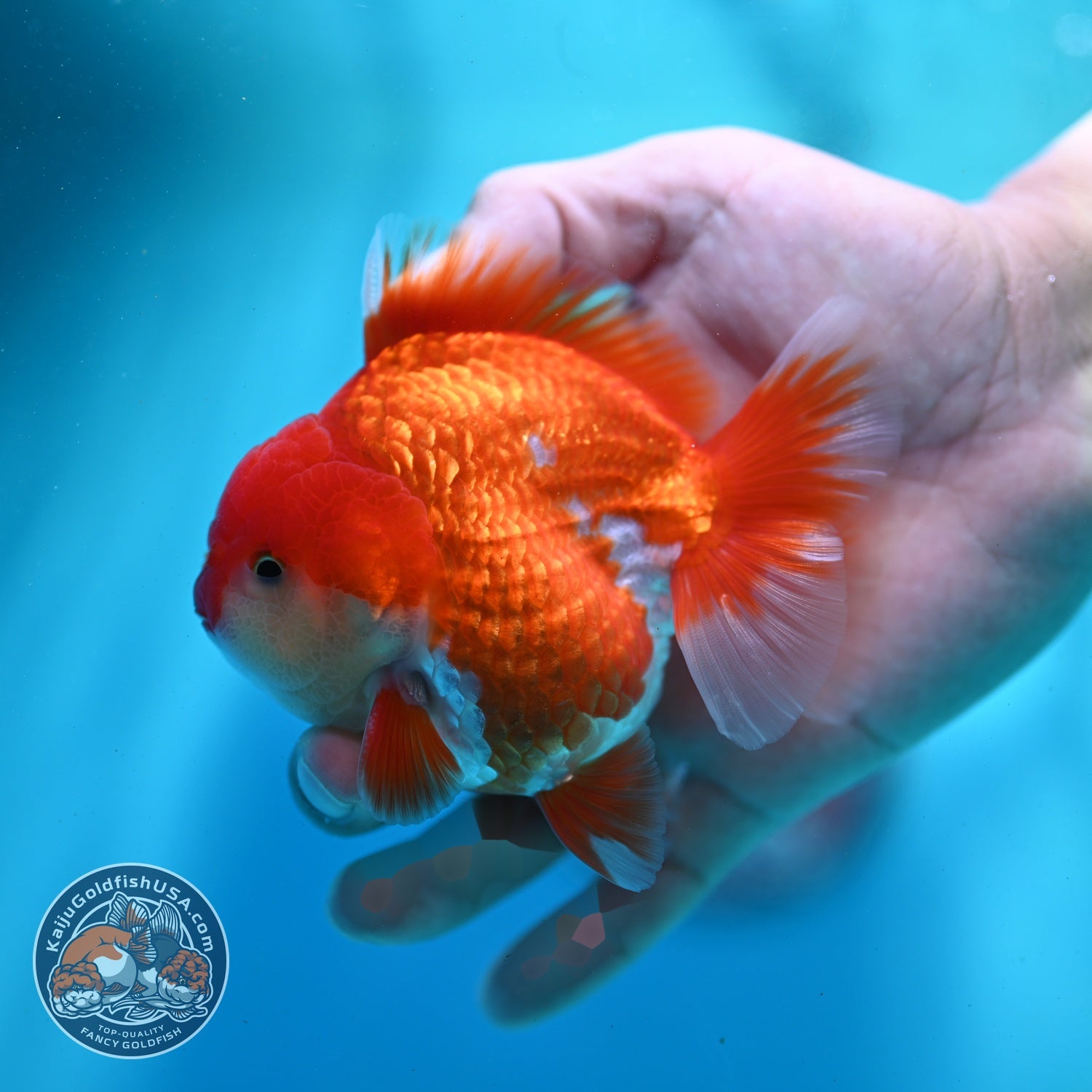 Red White YuanBao Oranda 3.5 inch Body (260522_OR05)