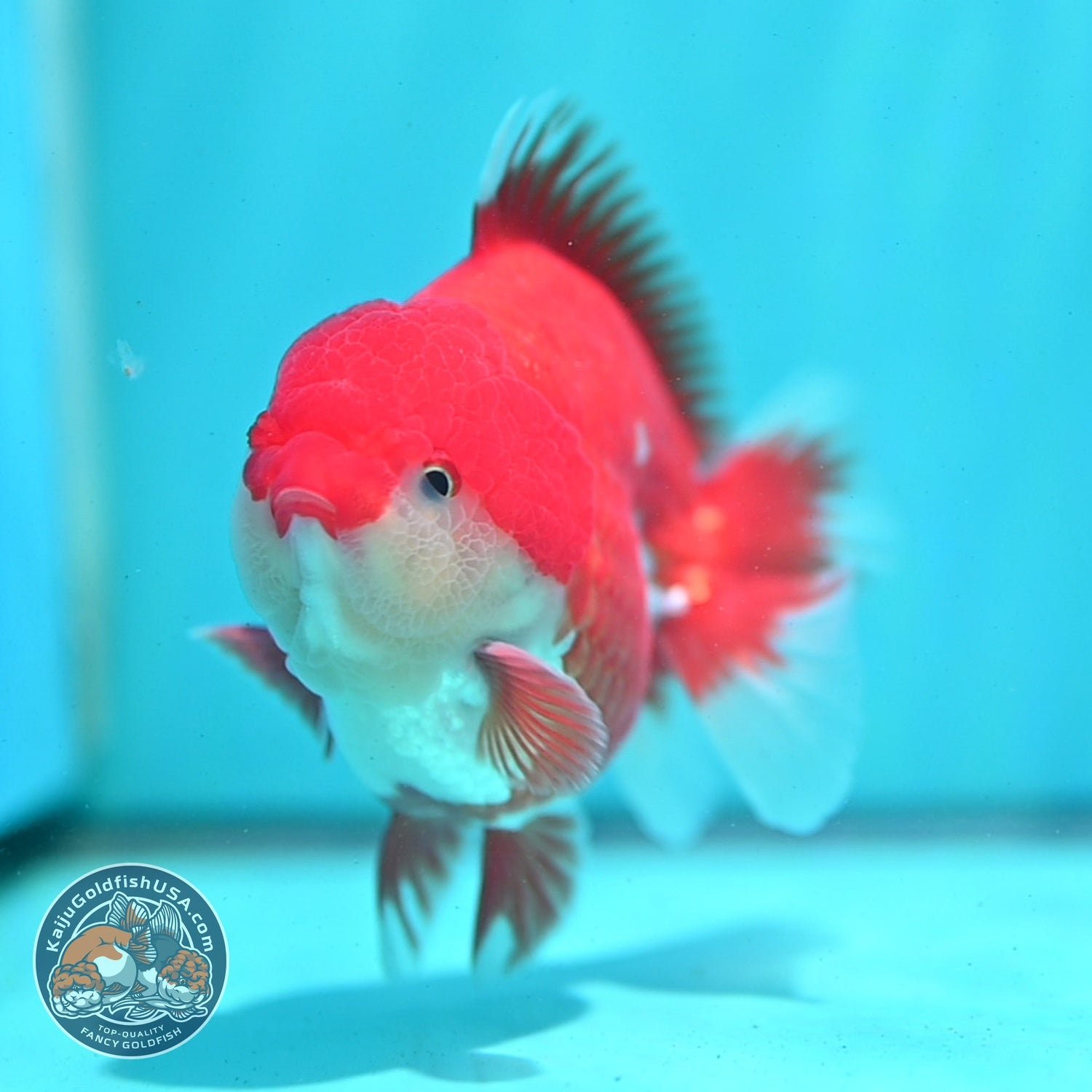 Red White YuanBao Oranda 3.5 inch Body (260522_OR05)