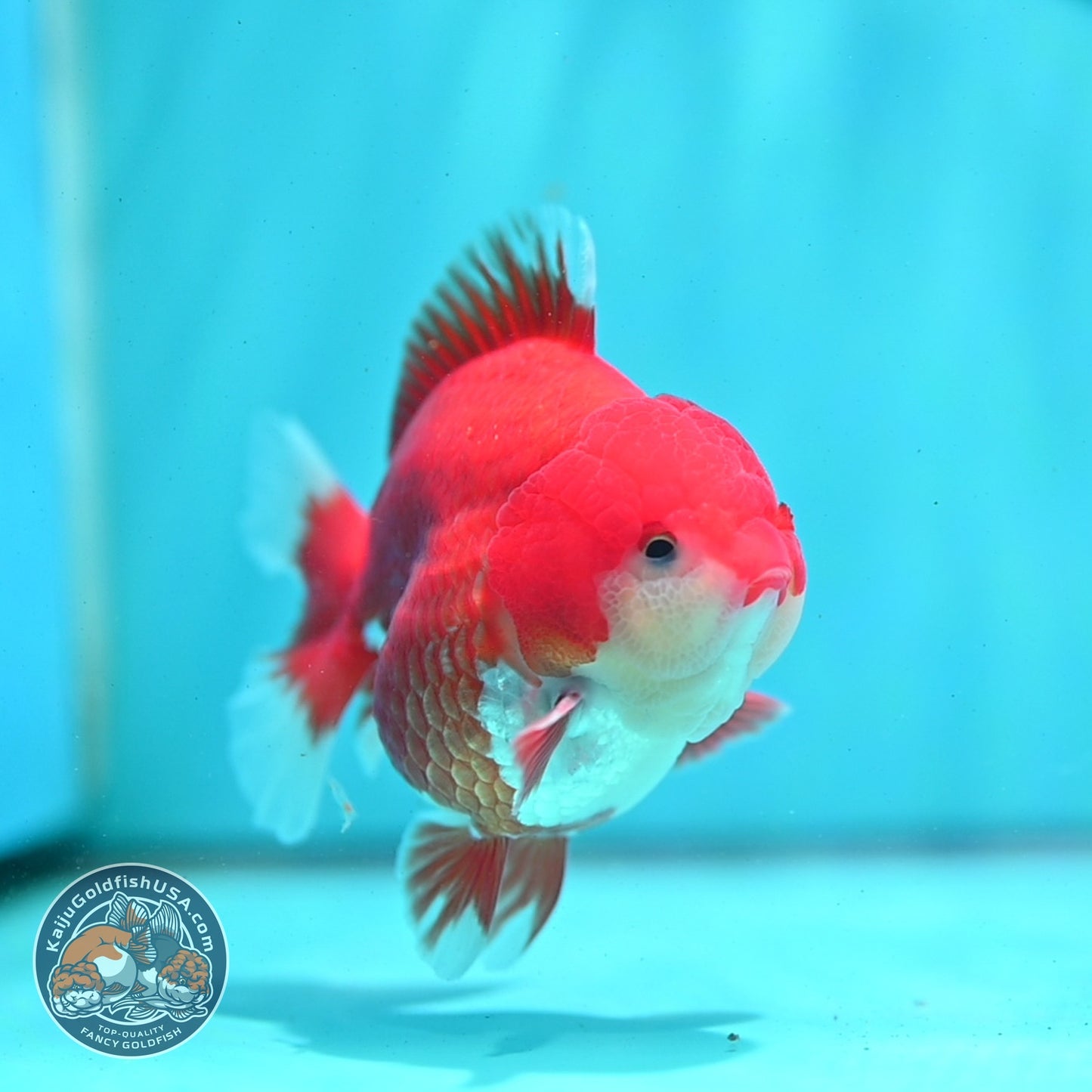 Red White YuanBao Oranda 3.5 inch Body (260522_OR05)