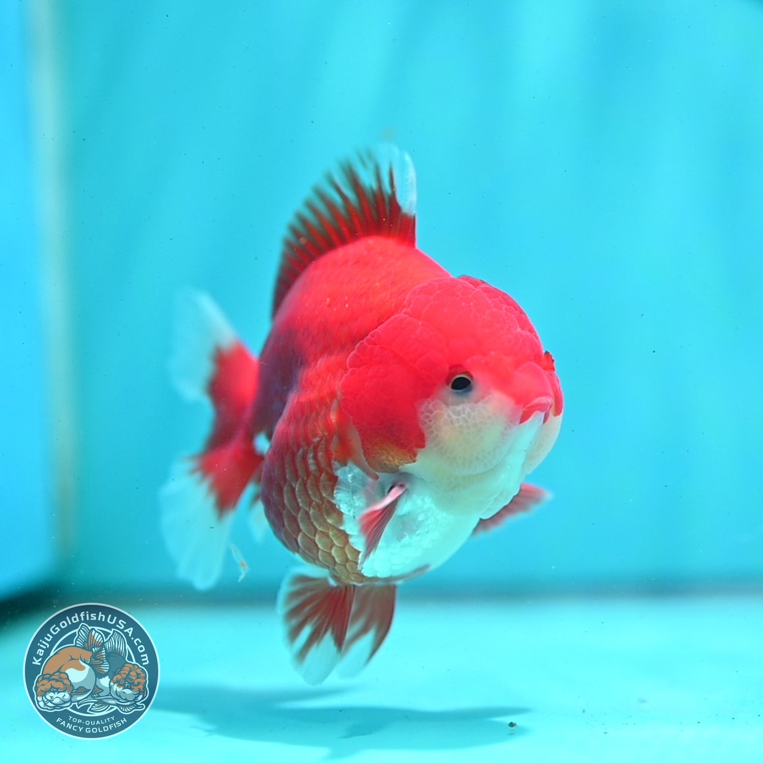 Red White YuanBao Oranda 3.5 inch Body (260522_OR05)