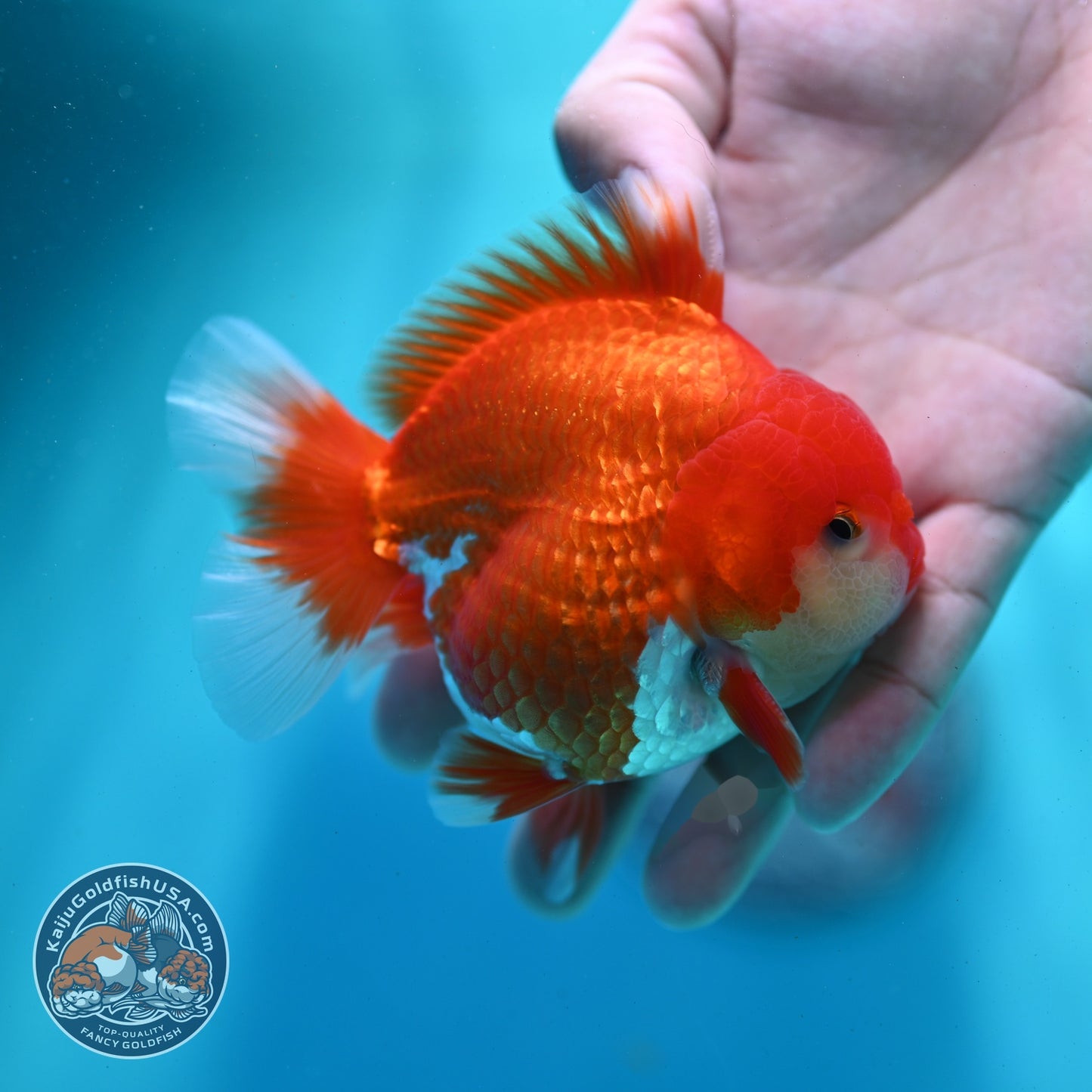 Red White YuanBao Oranda 3.5 inch Body (260522_OR05)