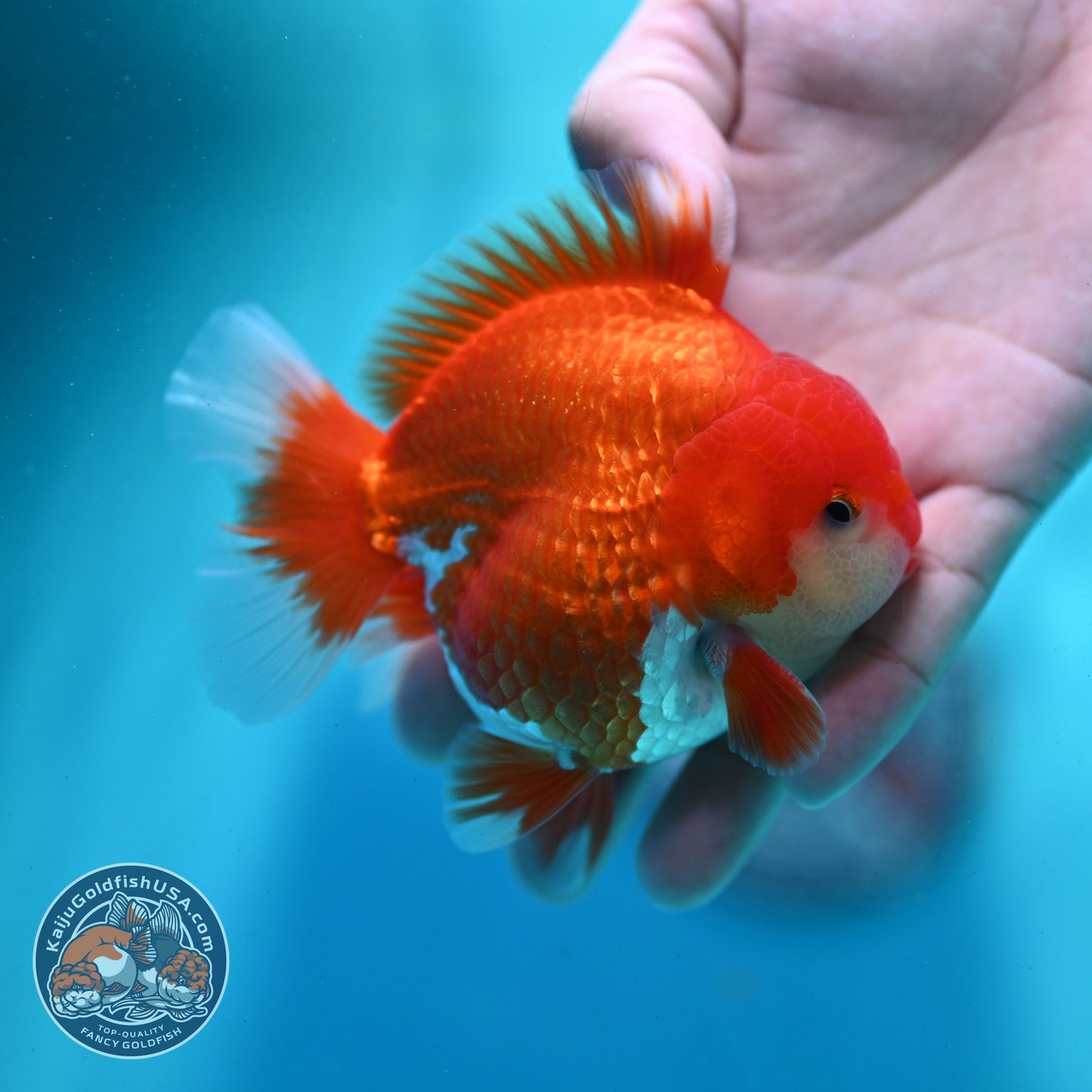 Red White YuanBao Oranda 3.5 inch Body (260522_OR05)