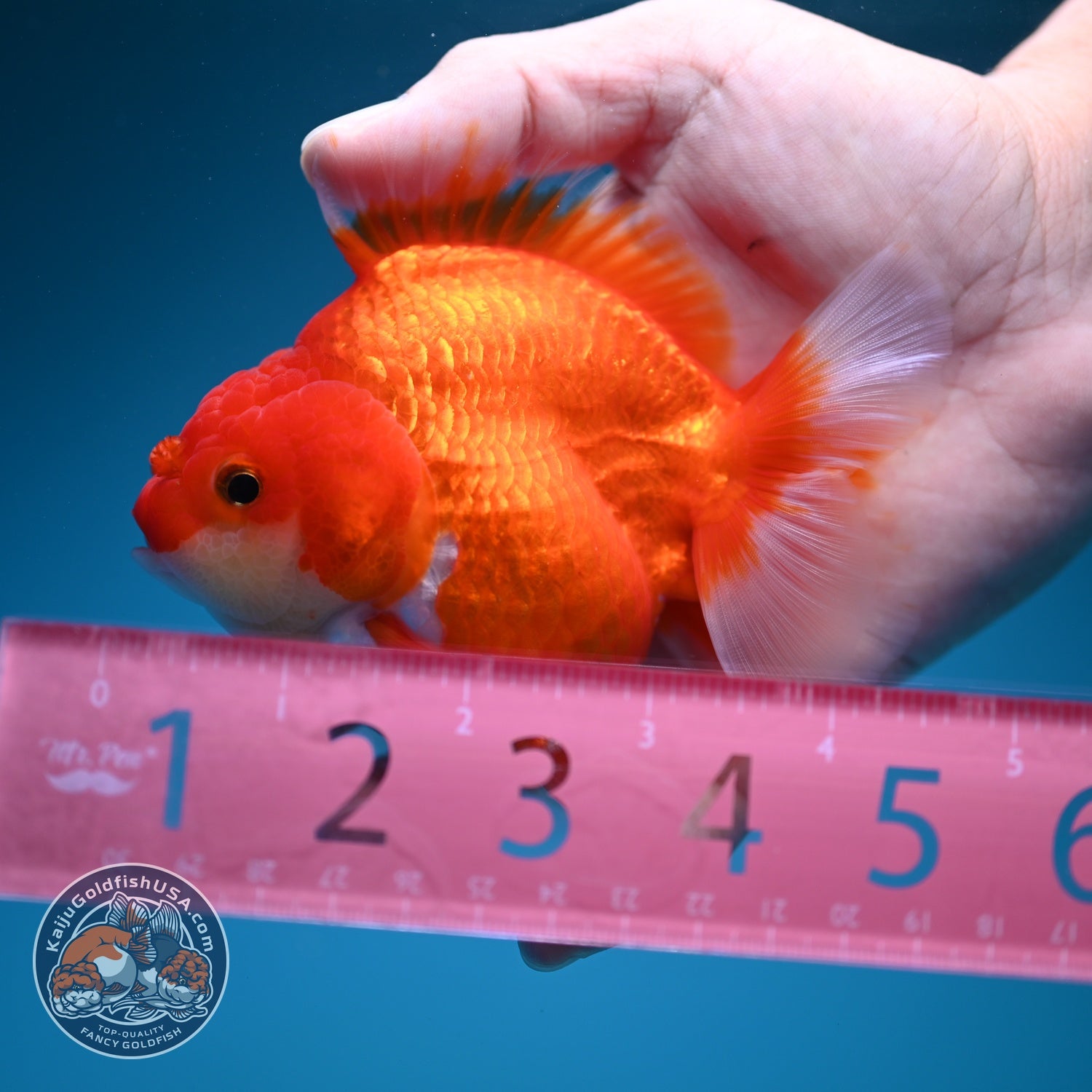Red White YuanBao Oranda 3.5 inch Body (260619_OR03)