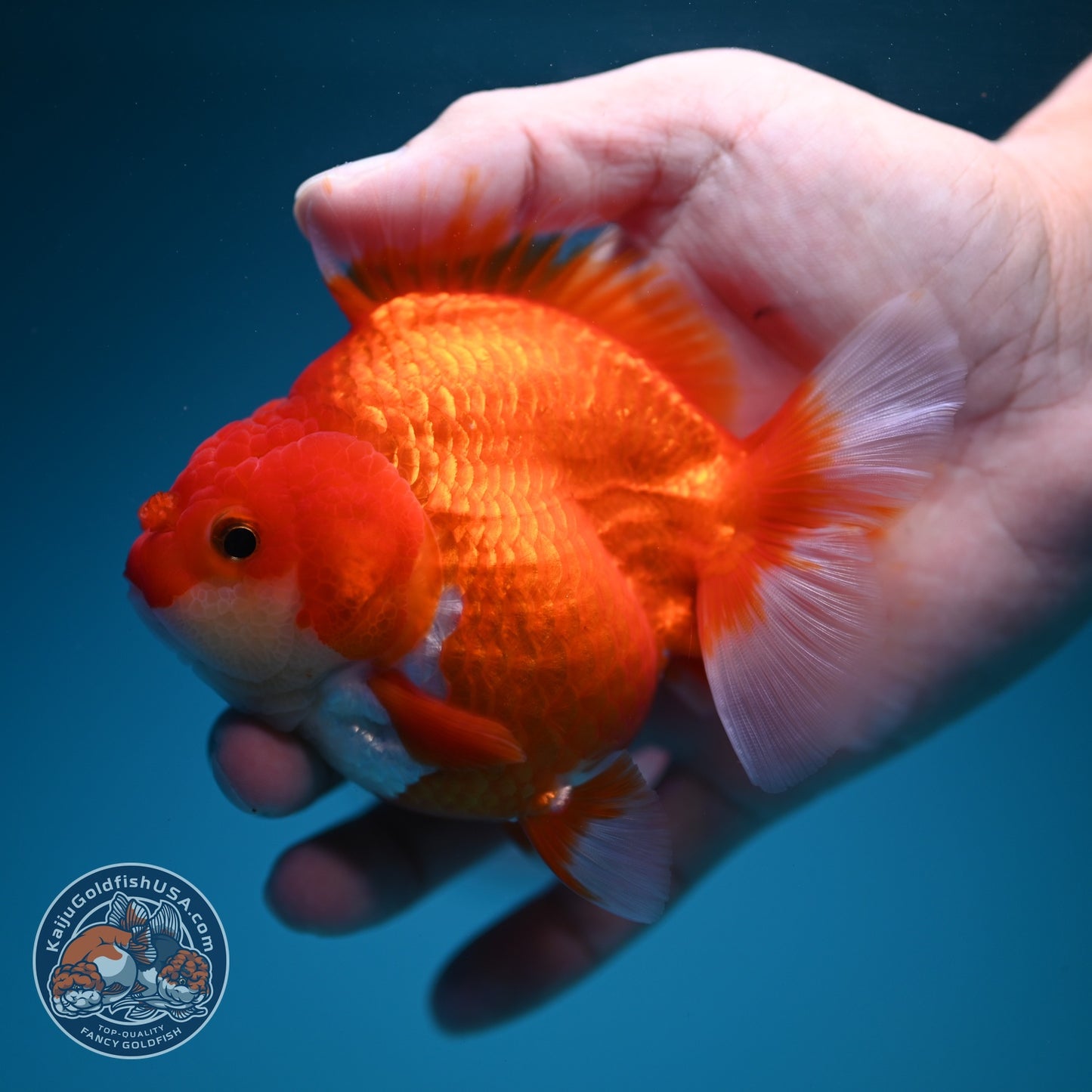 Red White YuanBao Oranda 3.5 inch Body (260619_OR03)