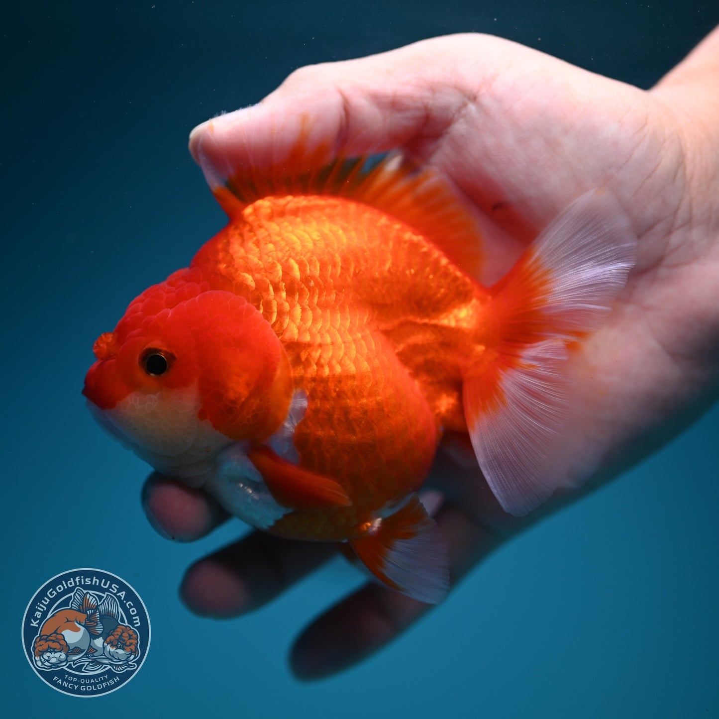 Red White YuanBao Oranda 3.5 inch Body (260619_OR03)
