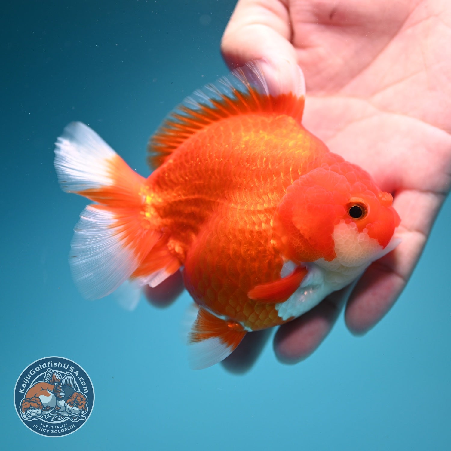 Red White YuanBao Oranda 3.5 inch Body (260619_OR03)