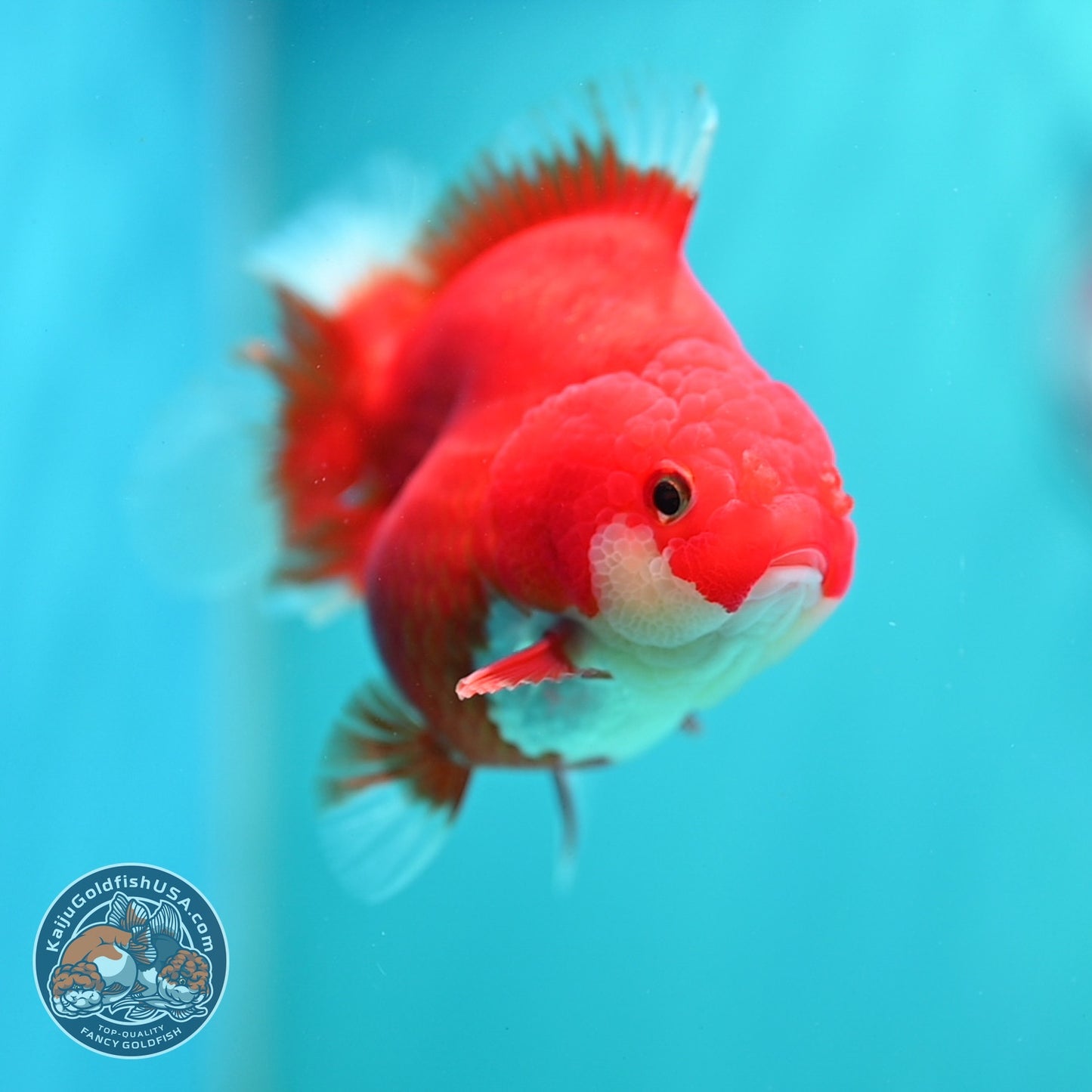 Red White YuanBao Oranda 3.5 inch Body (260619_OR03)