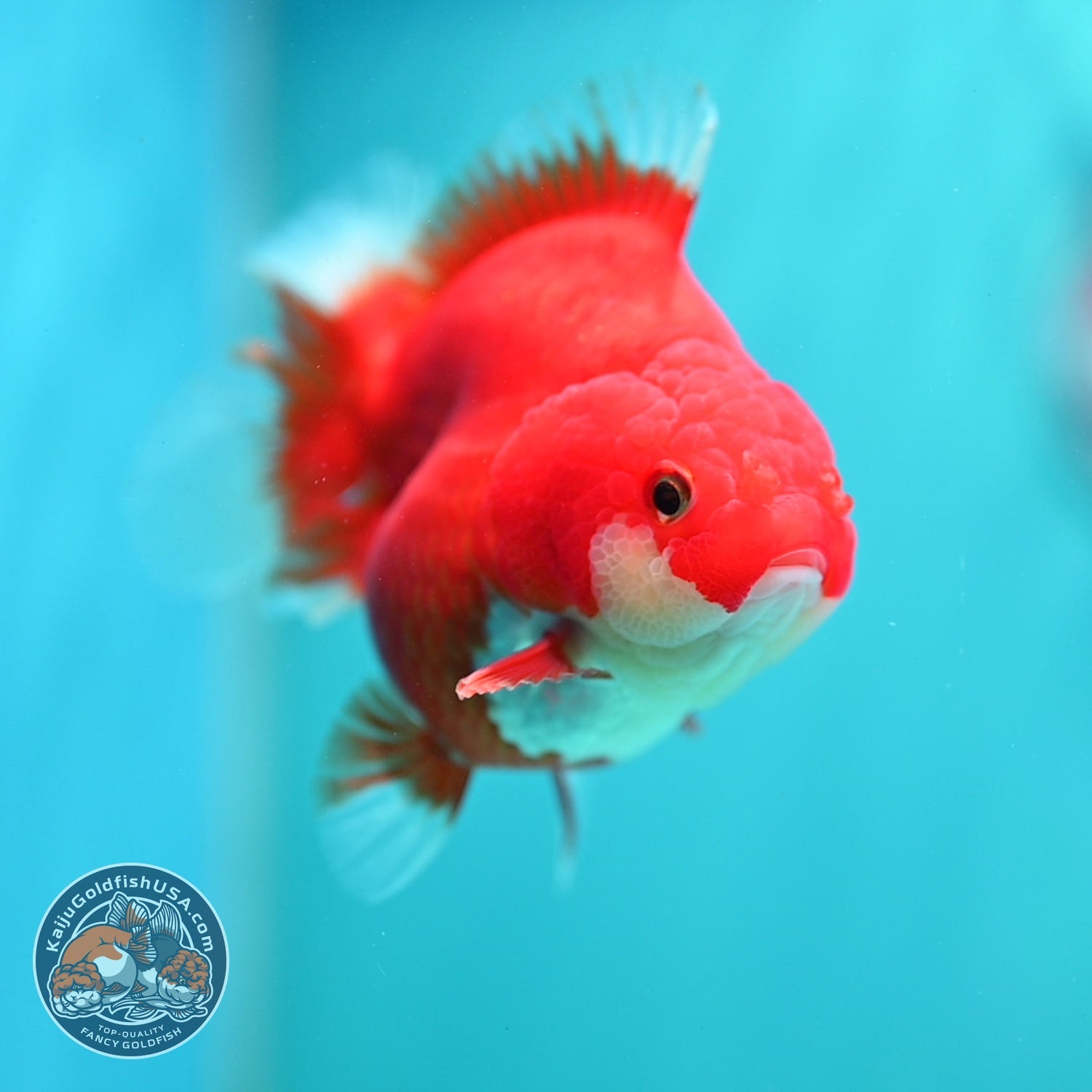 Red White YuanBao Oranda 3.5 inch Body (260619_OR03)