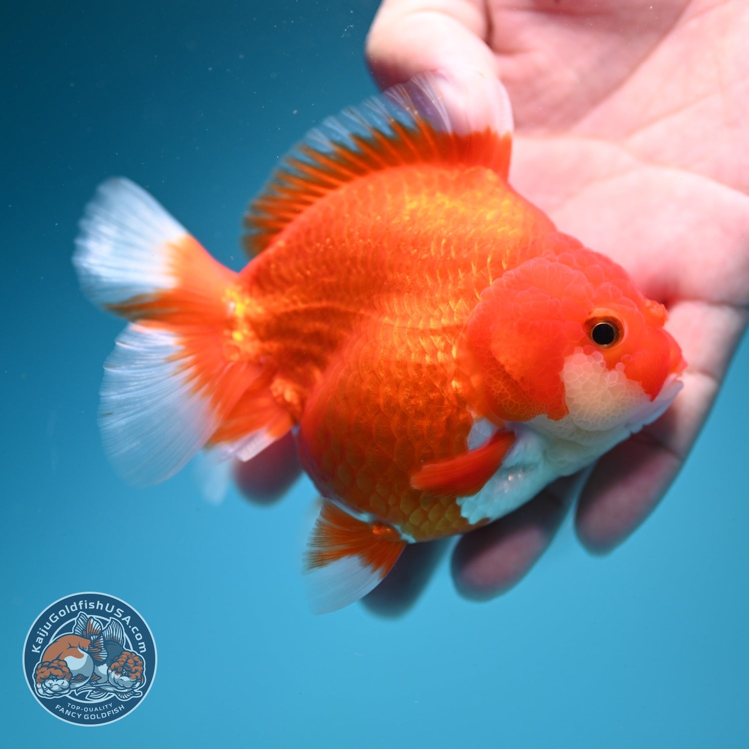 Red White YuanBao Oranda 3.5 inch Body (260619_OR03)