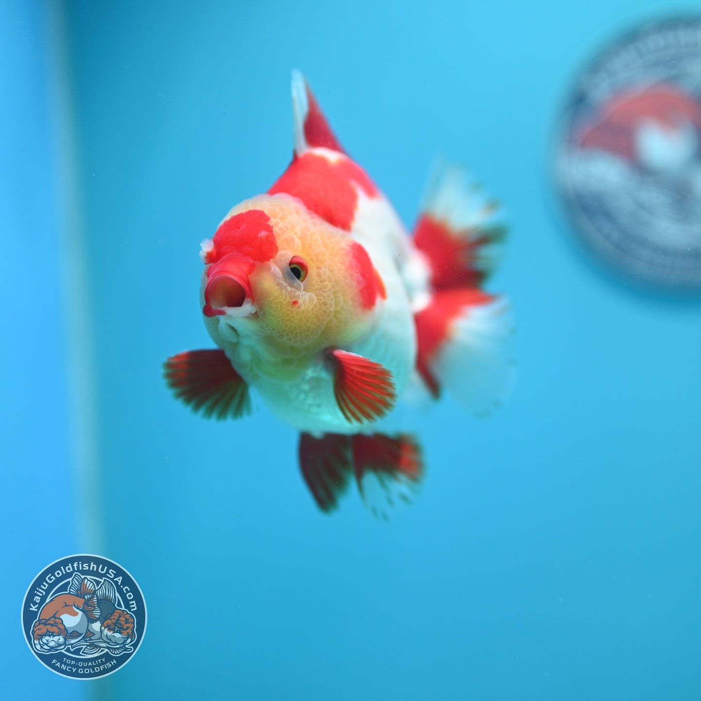 Red White YuanBao Oranda 3.5 inch Body (260619_OR06)