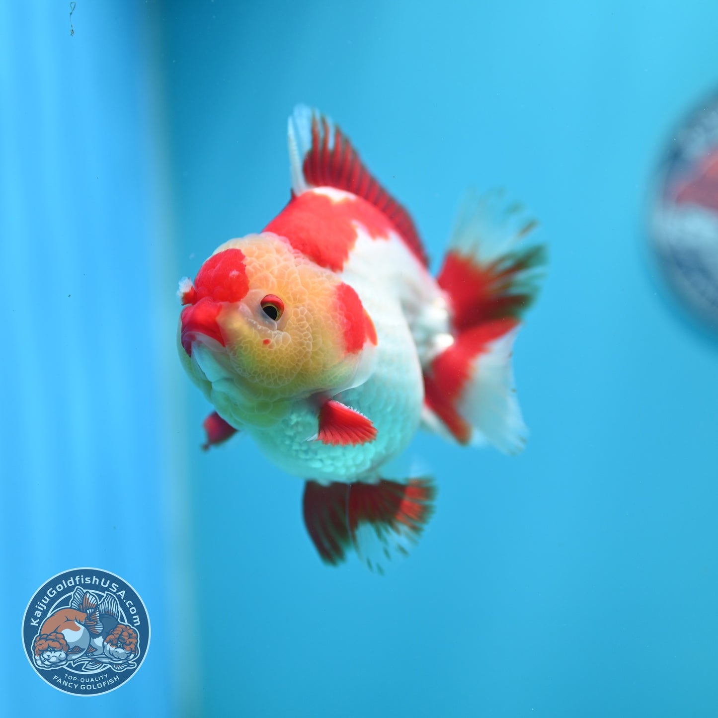 Red White YuanBao Oranda 3.5 inch Body (260619_OR06)