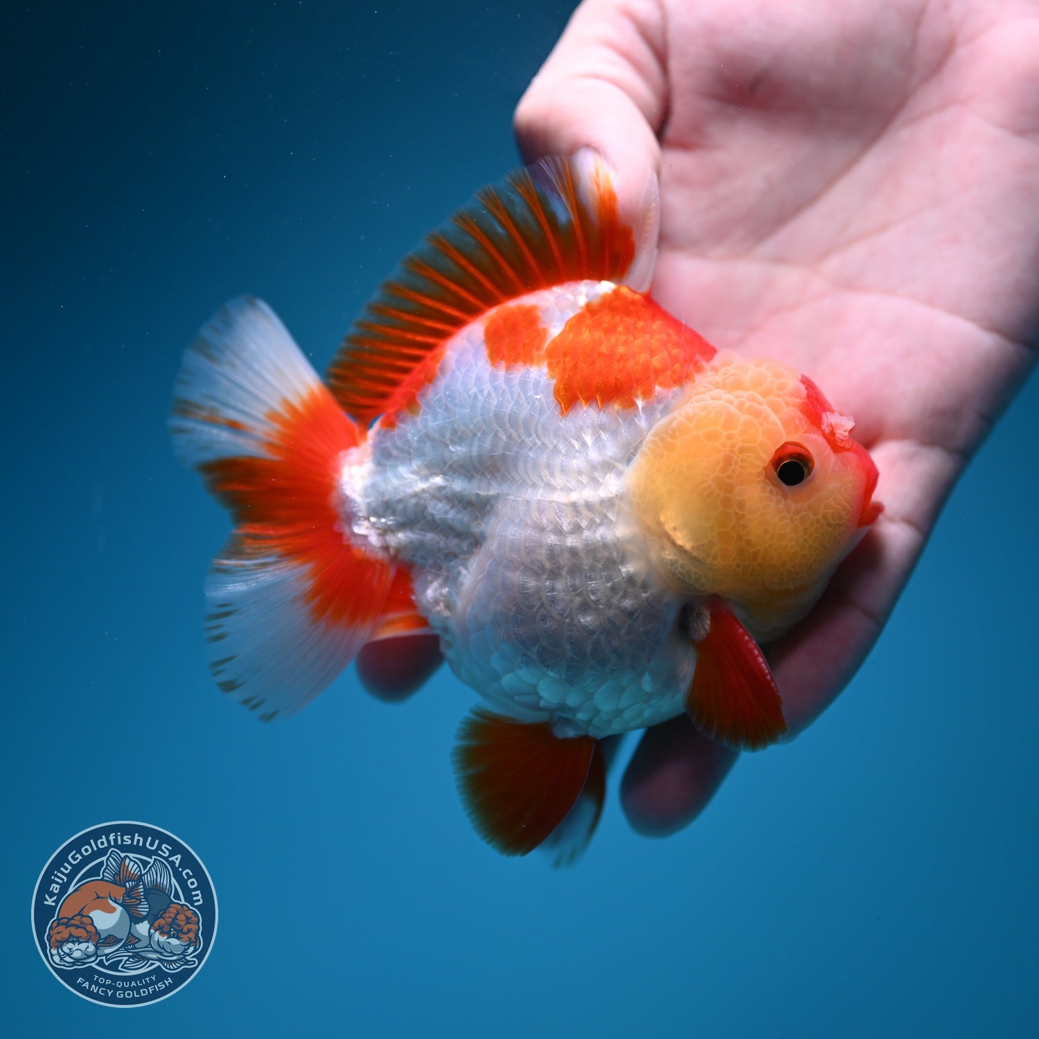 Red White YuanBao Oranda 3.5 inch Body (260619_OR06)