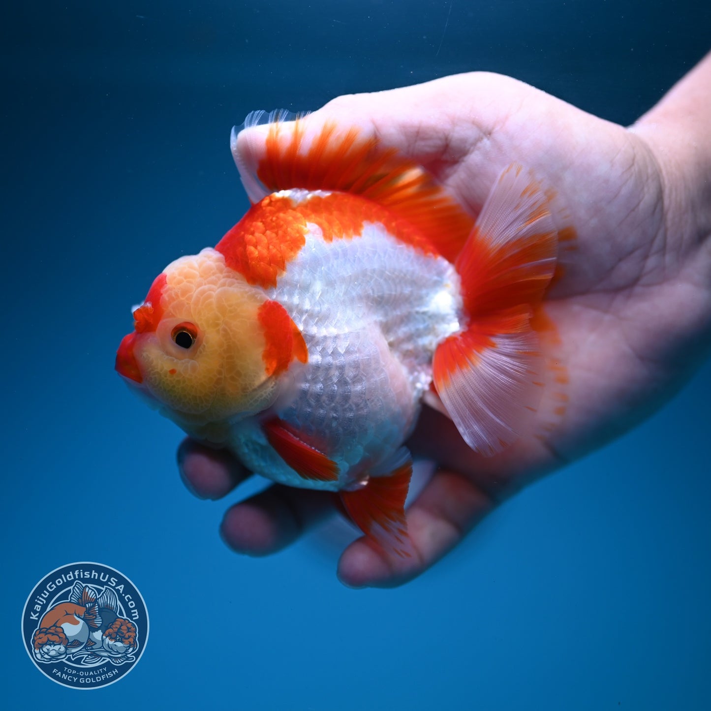Red White YuanBao Oranda 3.5 inch Body (260619_OR06)