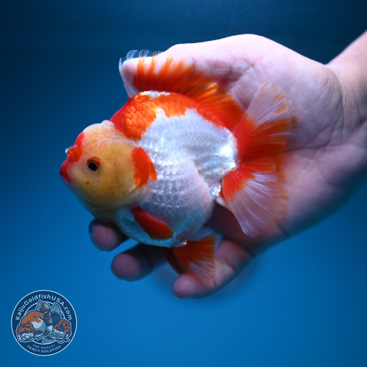 Red White YuanBao Oranda 3.5 inch Body (260619_OR06)