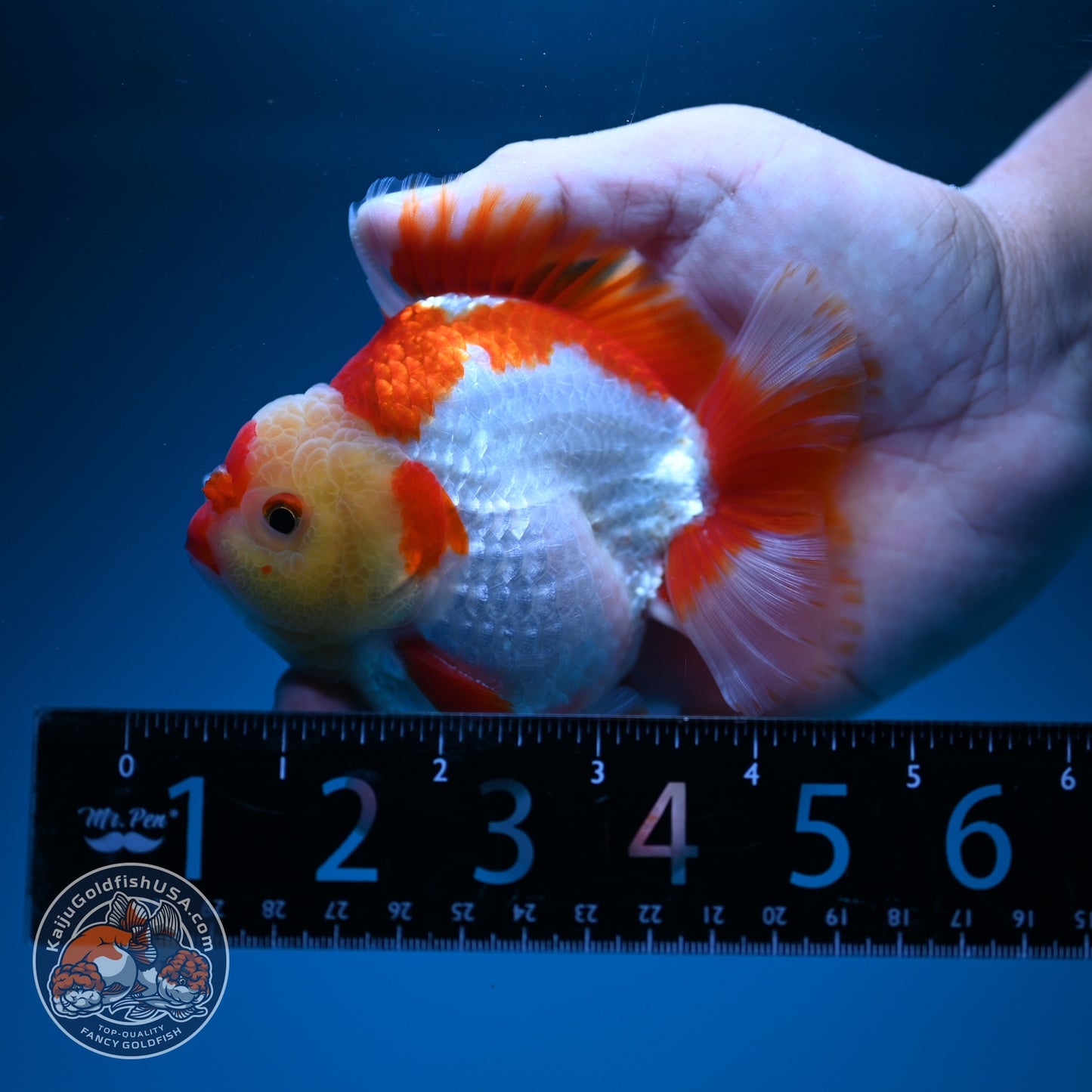 Red White YuanBao Oranda 3.5 inch Body (260619_OR06)