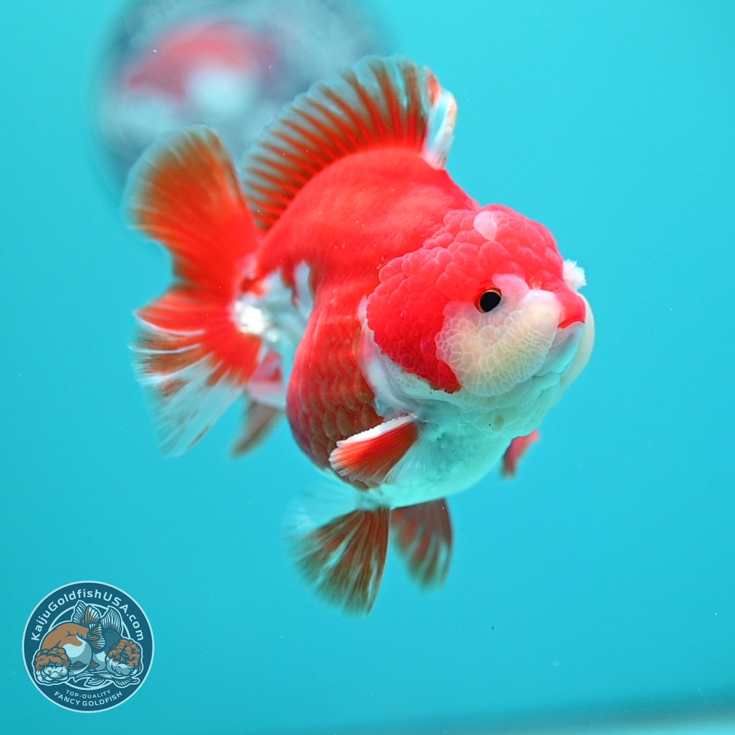 Red White YuanBao Oranda 3.5 inch Body (260619_OR07)