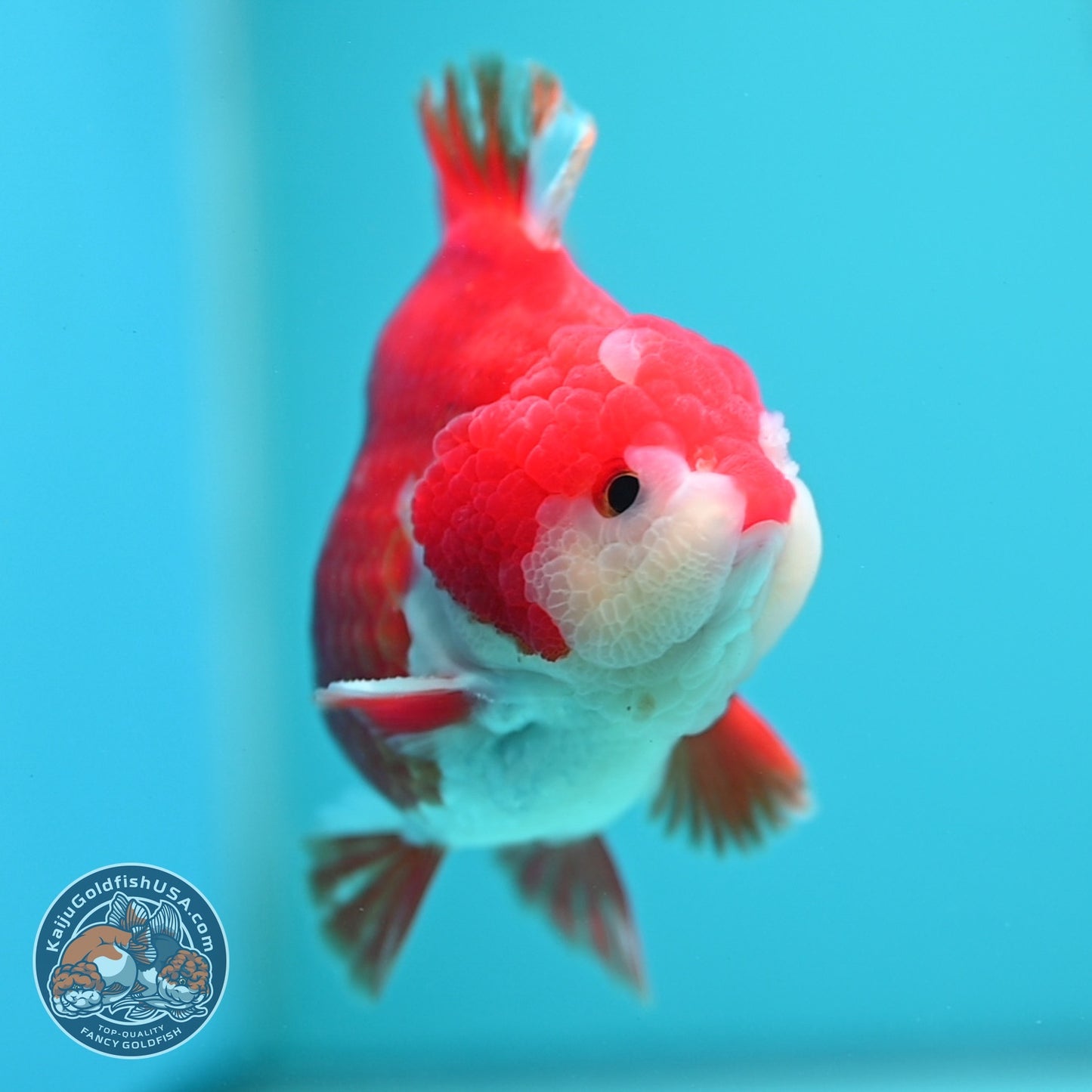 Red White YuanBao Oranda 3.5 inch Body (260619_OR07)