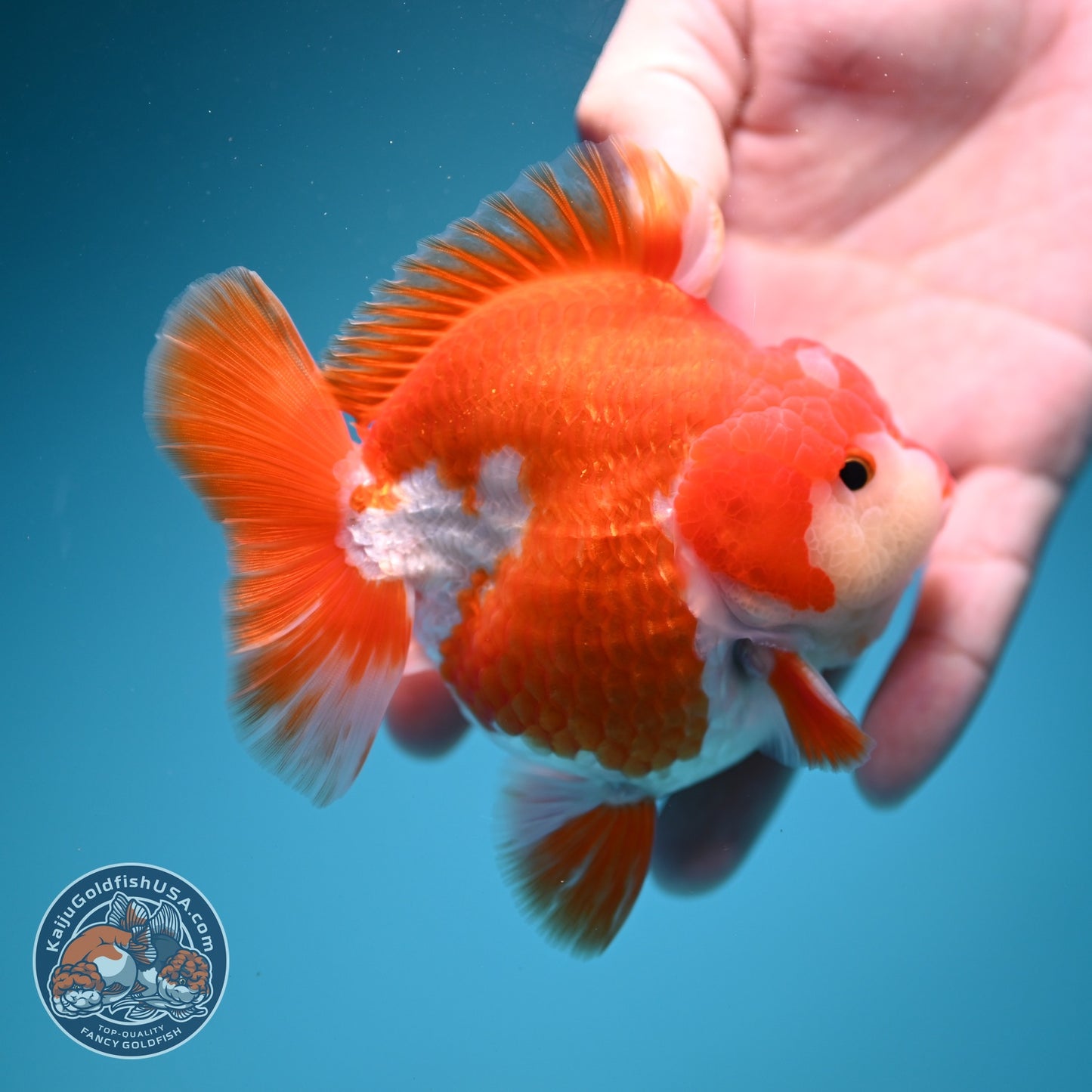 Red White YuanBao Oranda 3.5 inch Body (260619_OR07)