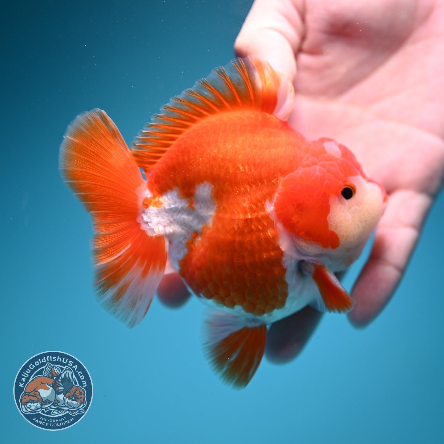 Red White YuanBao Oranda 3.5 inch Body (260619_OR07)