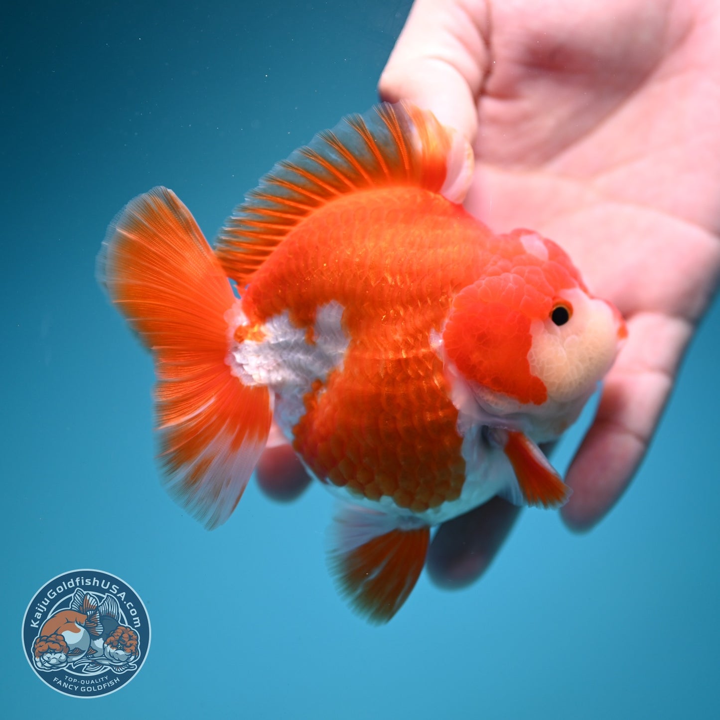 Red White YuanBao Oranda 3.5 inch Body (260619_OR07)