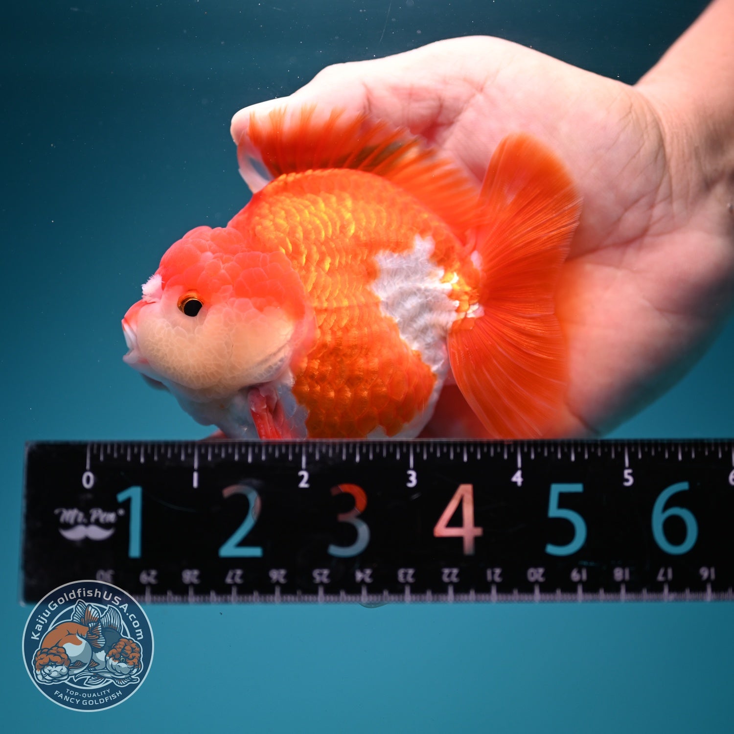 Red White YuanBao Oranda 3.5 inch Body (260619_OR07)