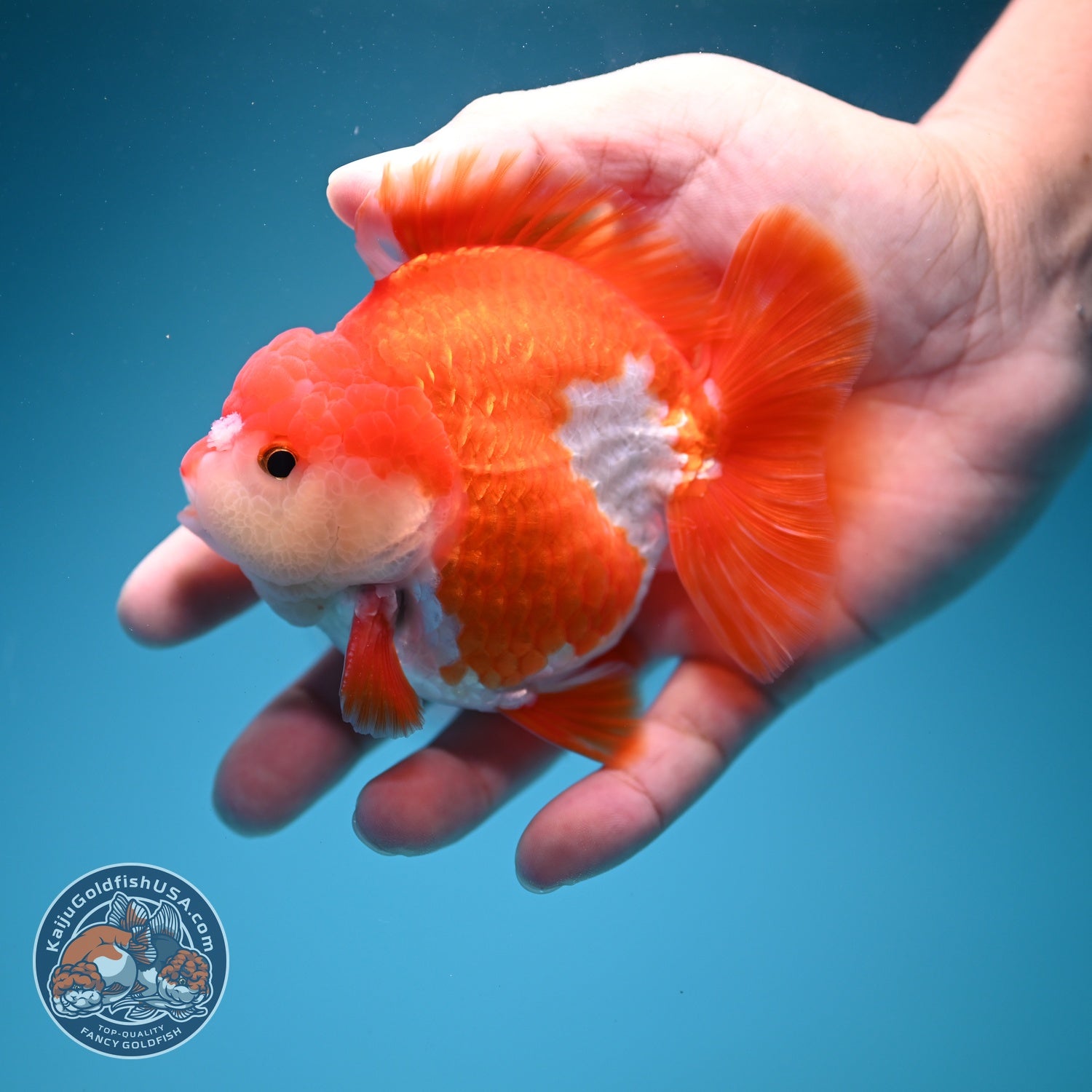 Red White YuanBao Oranda 3.5 inch Body (260619_OR07)