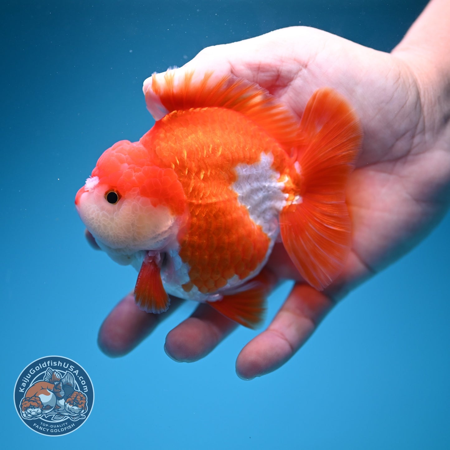 Red White YuanBao Oranda 3.5 inch Body (260619_OR07)