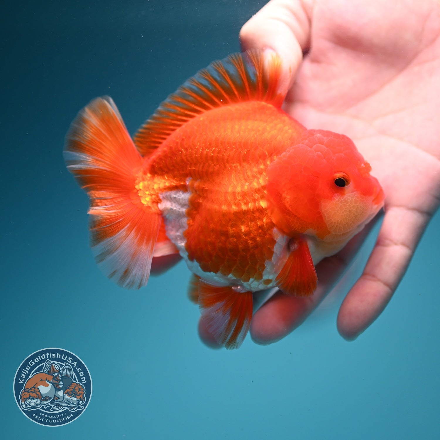 Red White YuanBao Oranda 3.5 inch Body (260626_OR05)