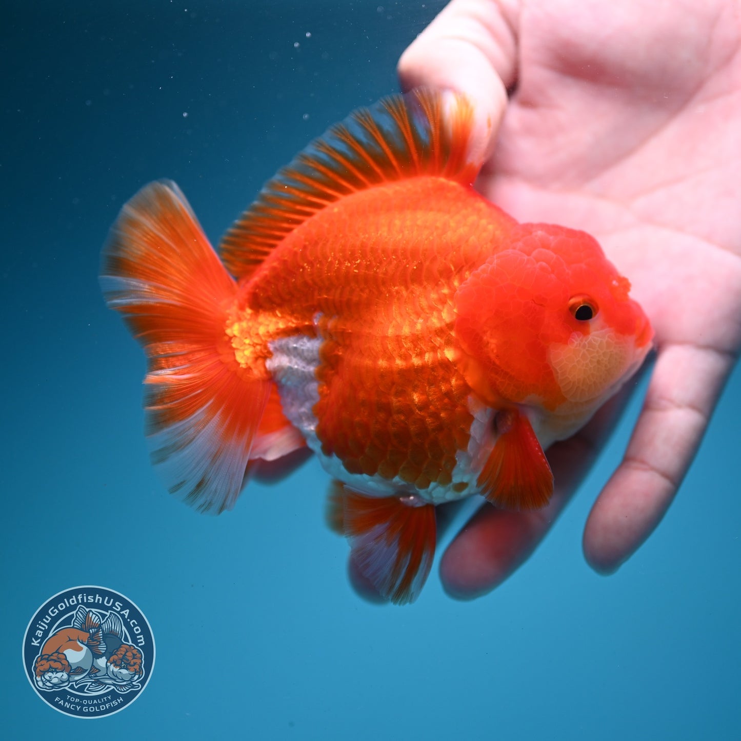 Red White YuanBao Oranda 3.5 inch Body (260626_OR05)