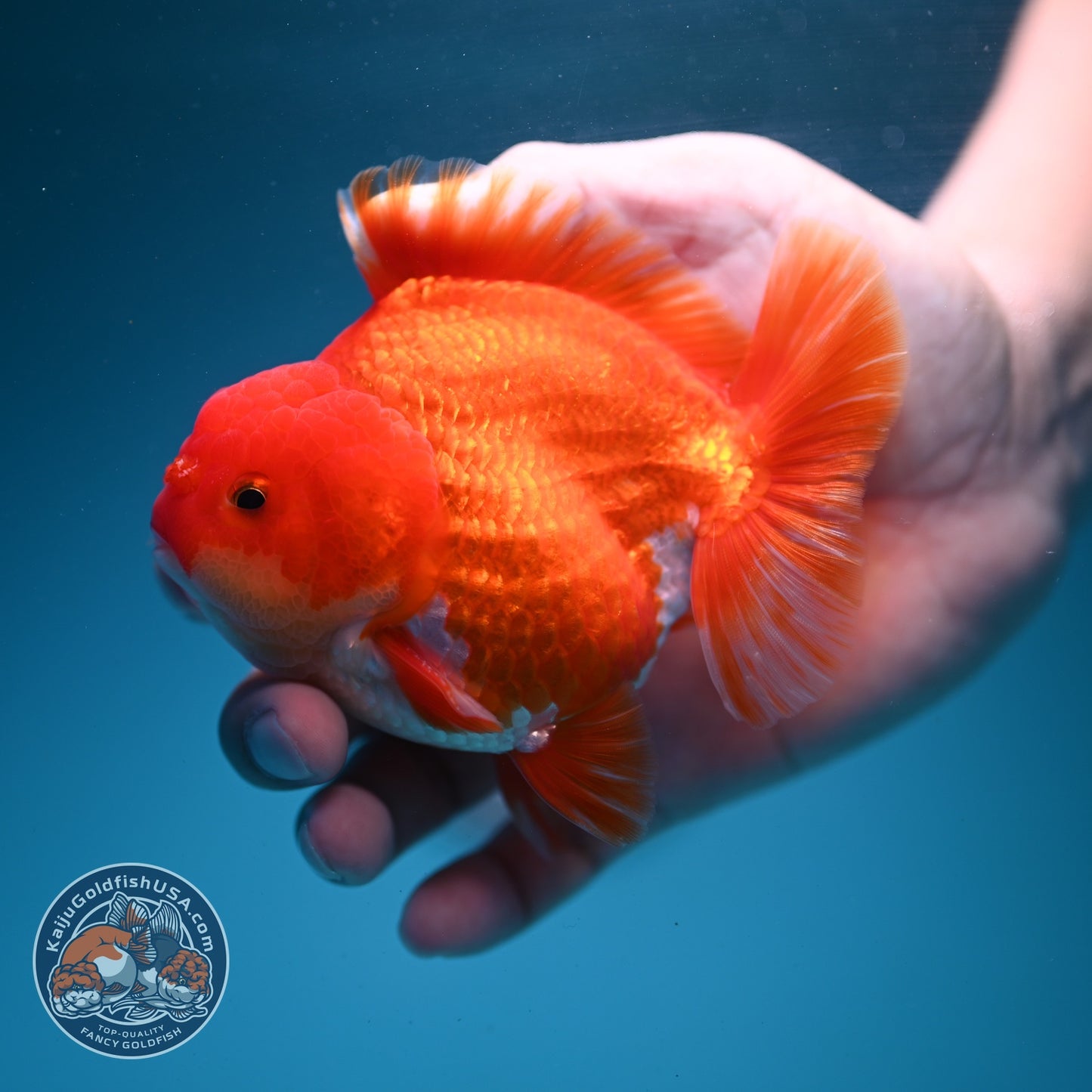 Red White YuanBao Oranda 3.5 inch Body (260626_OR05)