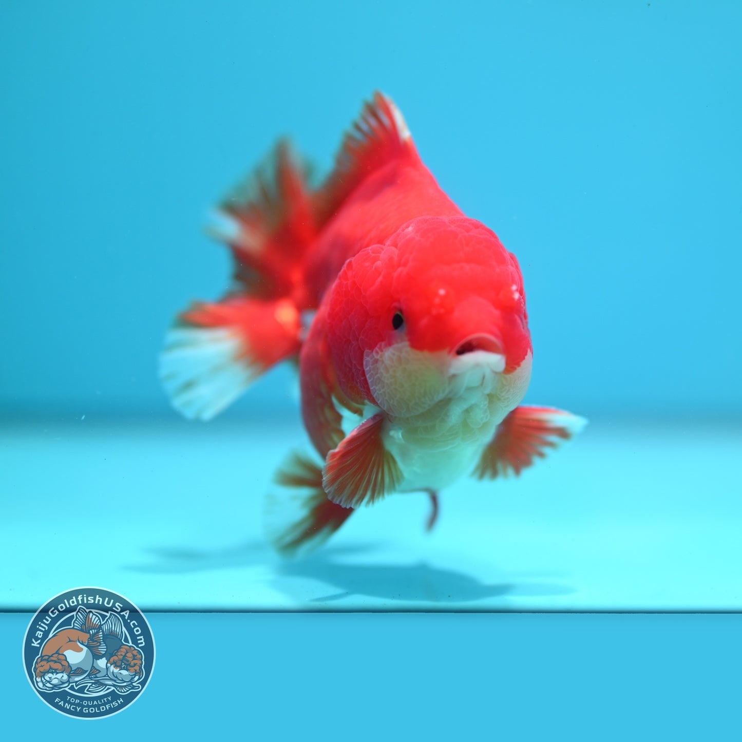 Red White YuanBao Oranda 3.5 inch Body (260626_OR05)